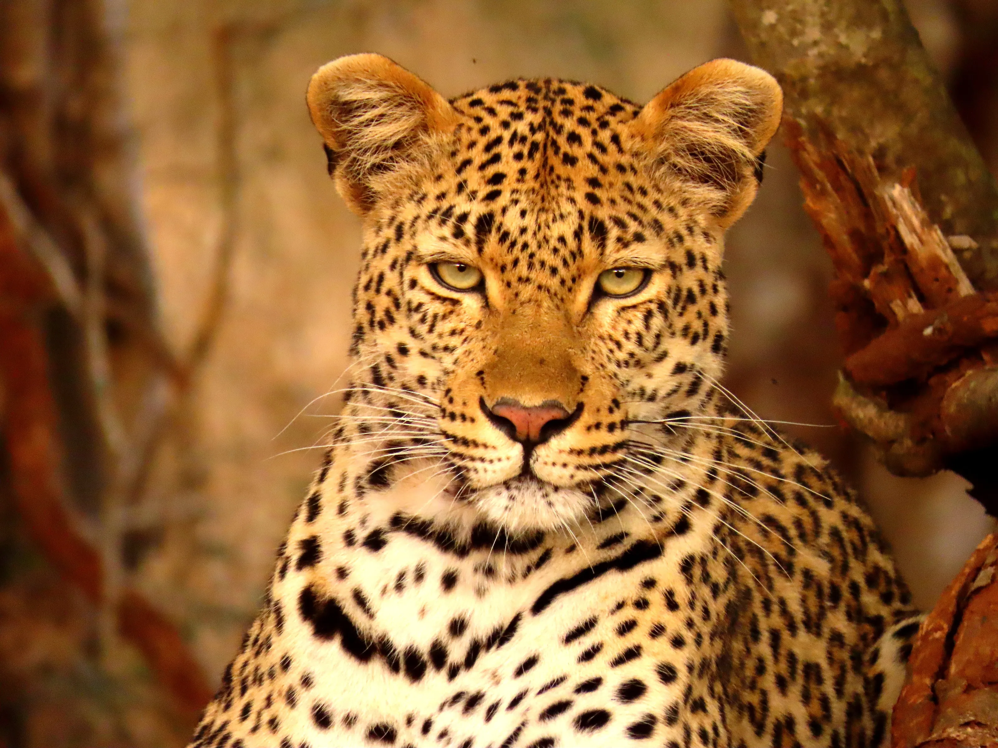 Spotted Beauty