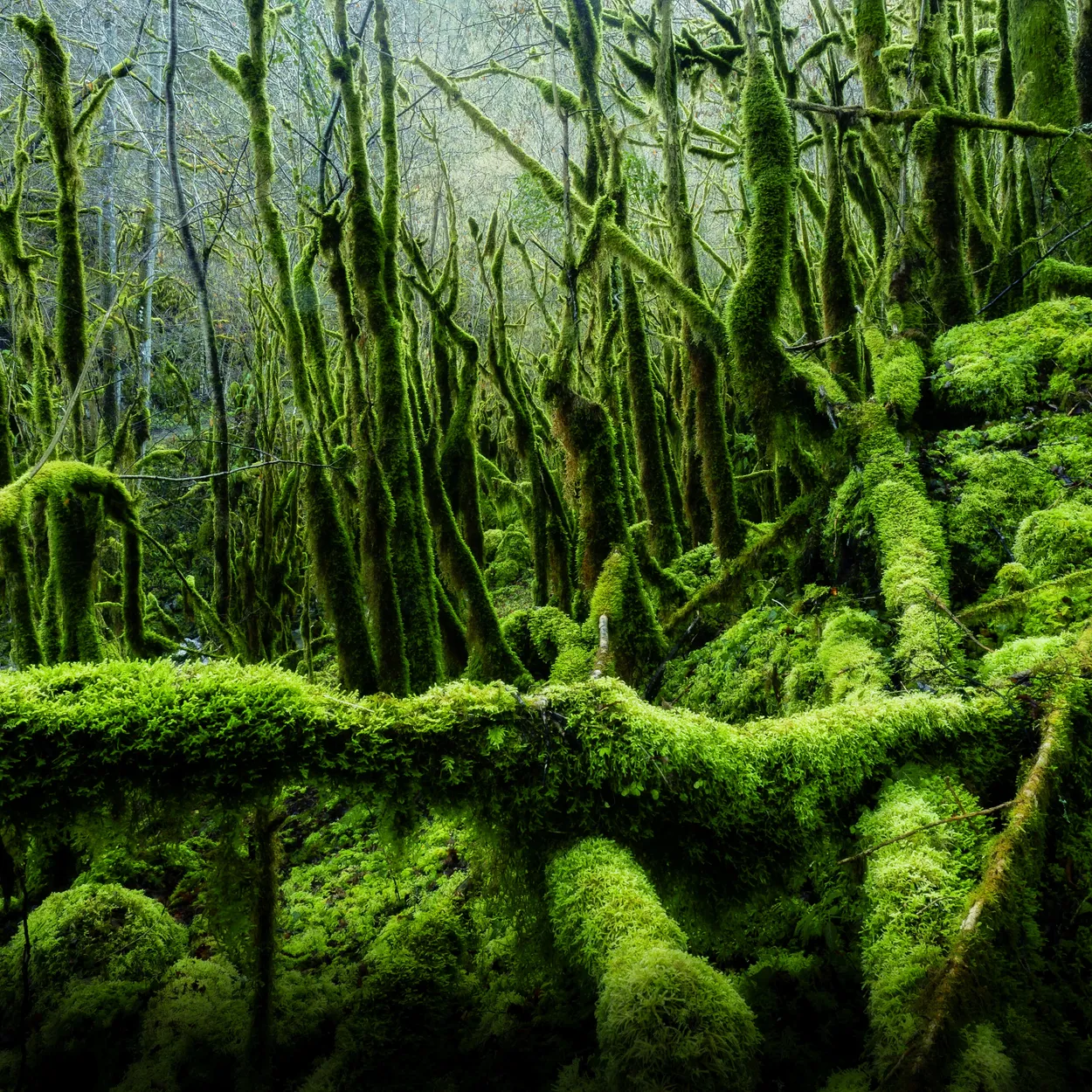Entry 25396797