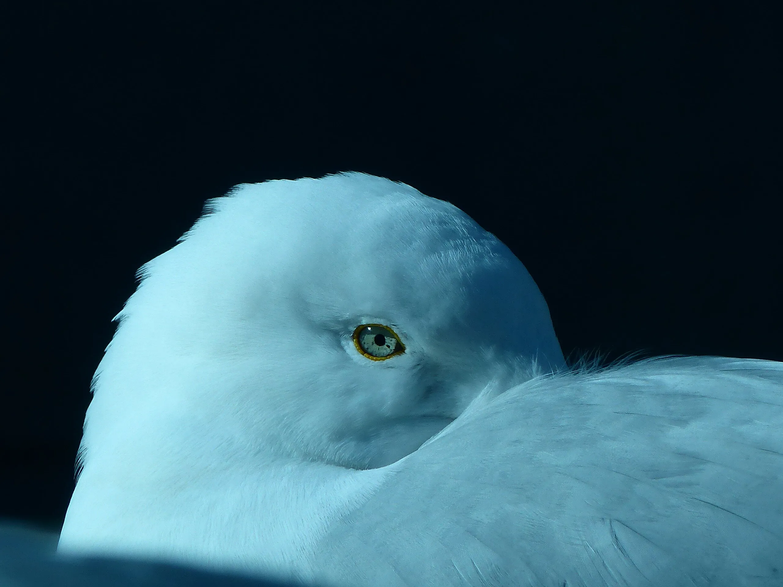 Seagull's Stare
