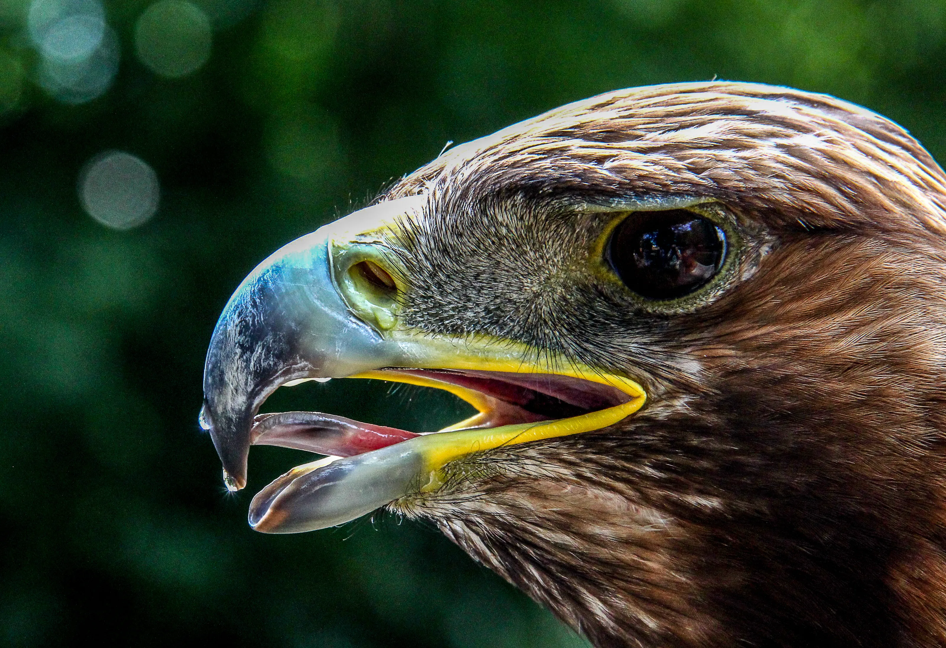 Golden Eagle portrait