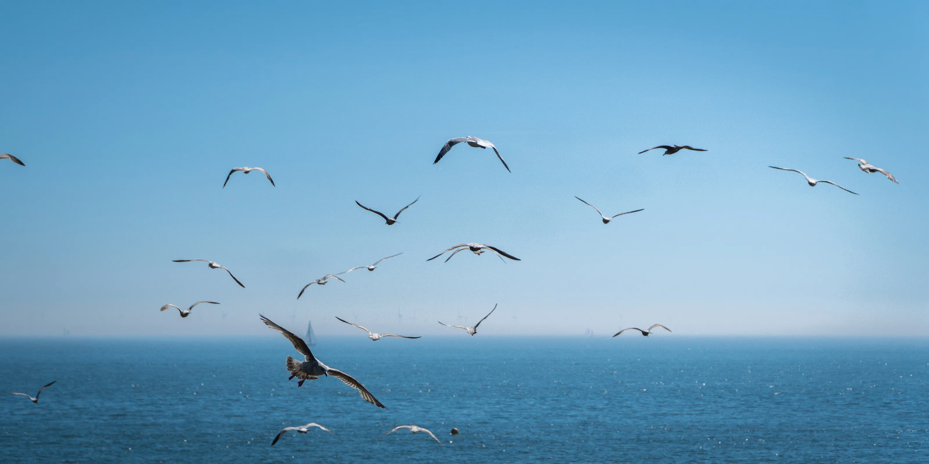 Seagulls off Brighton pier