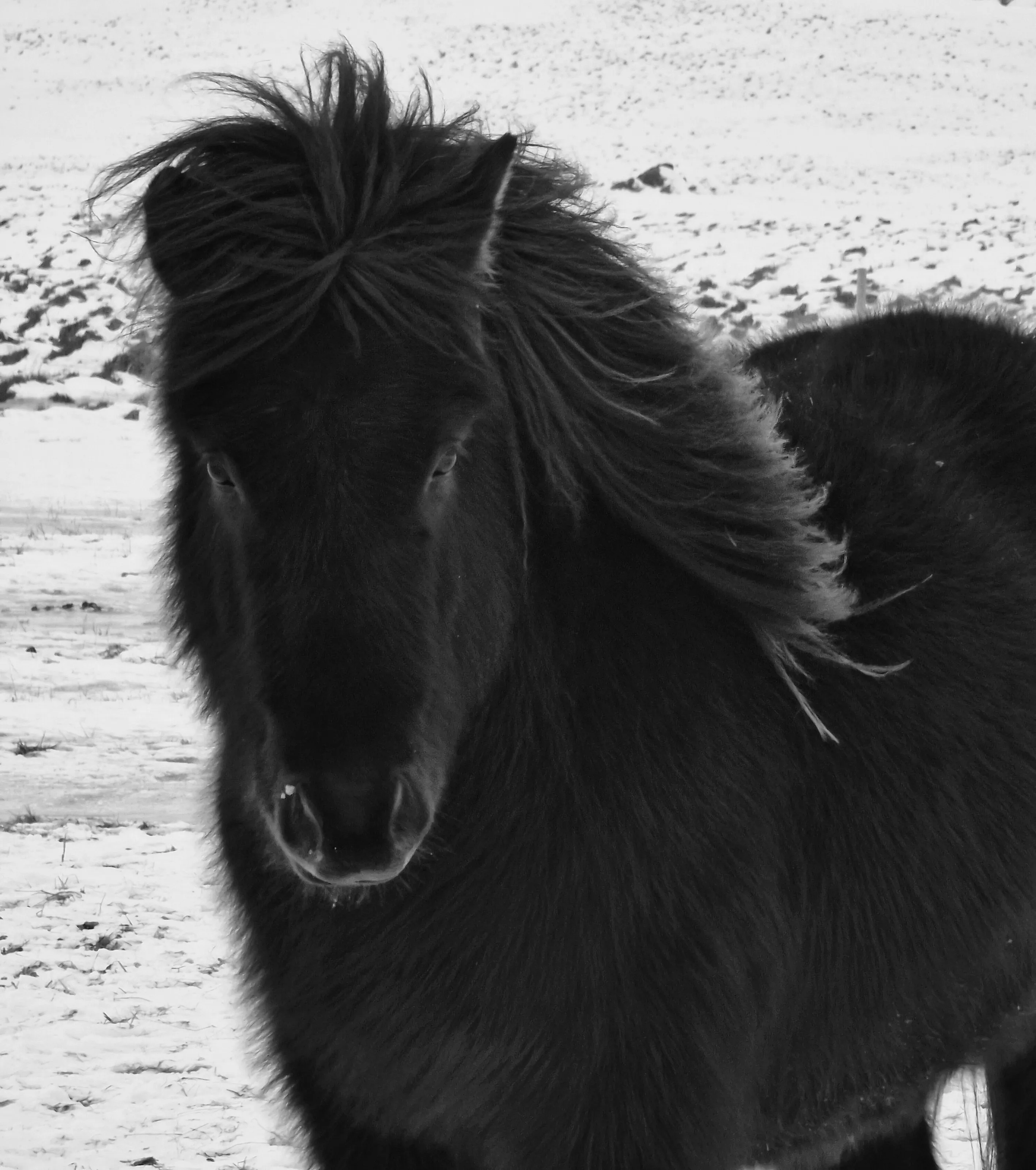 Beauty of Icelandic wild horse