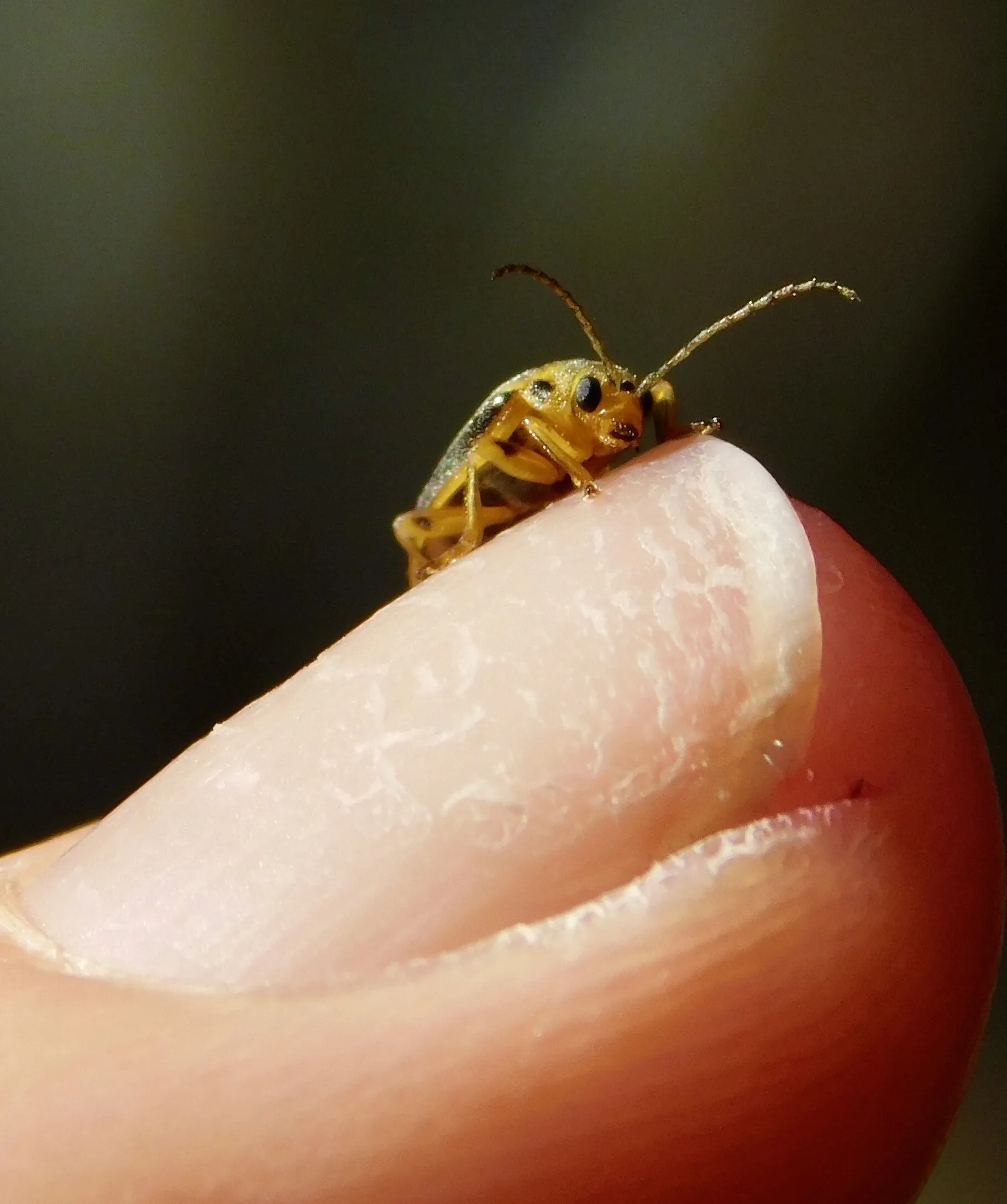 My little friend