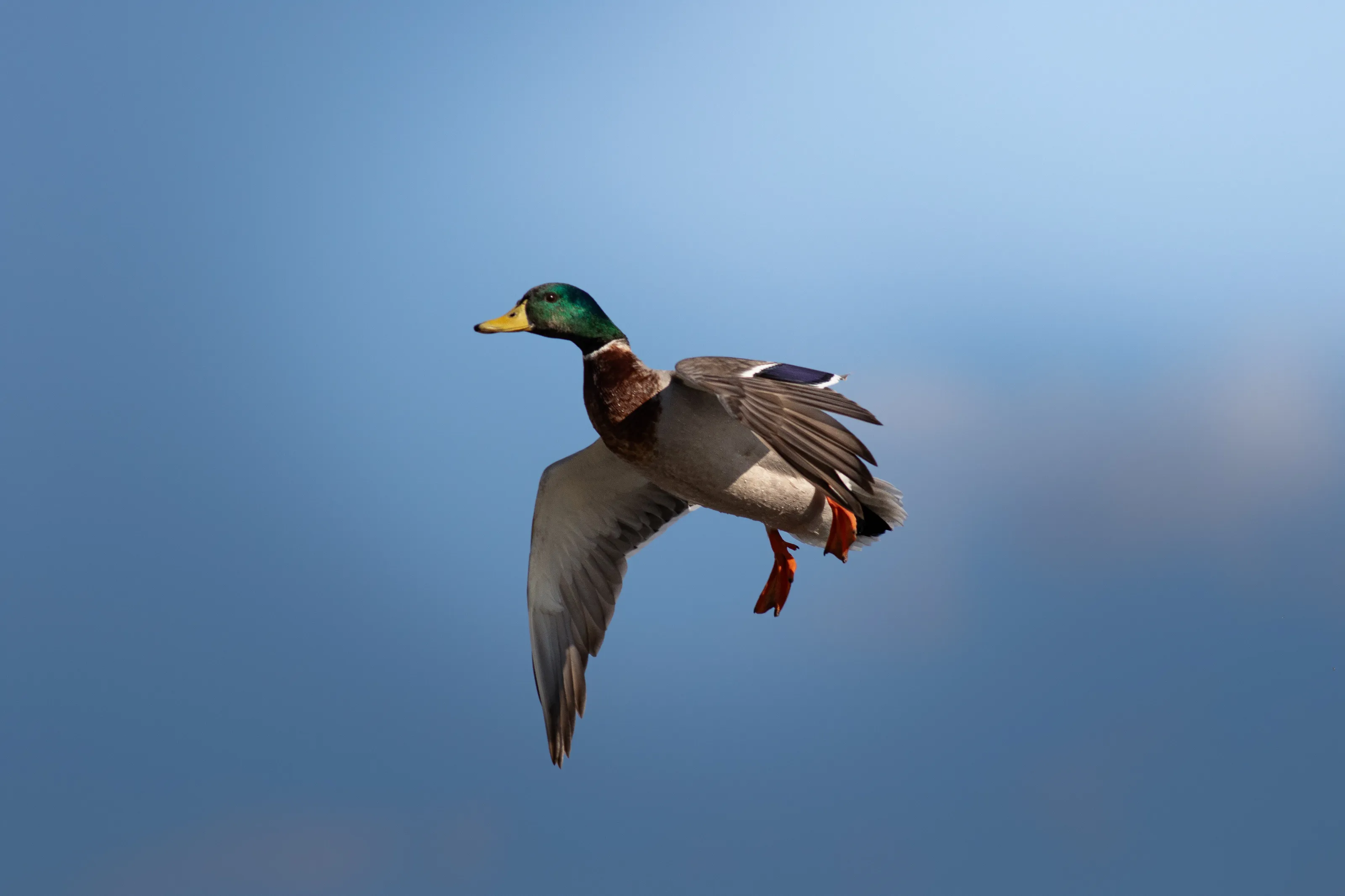 Birds Flying