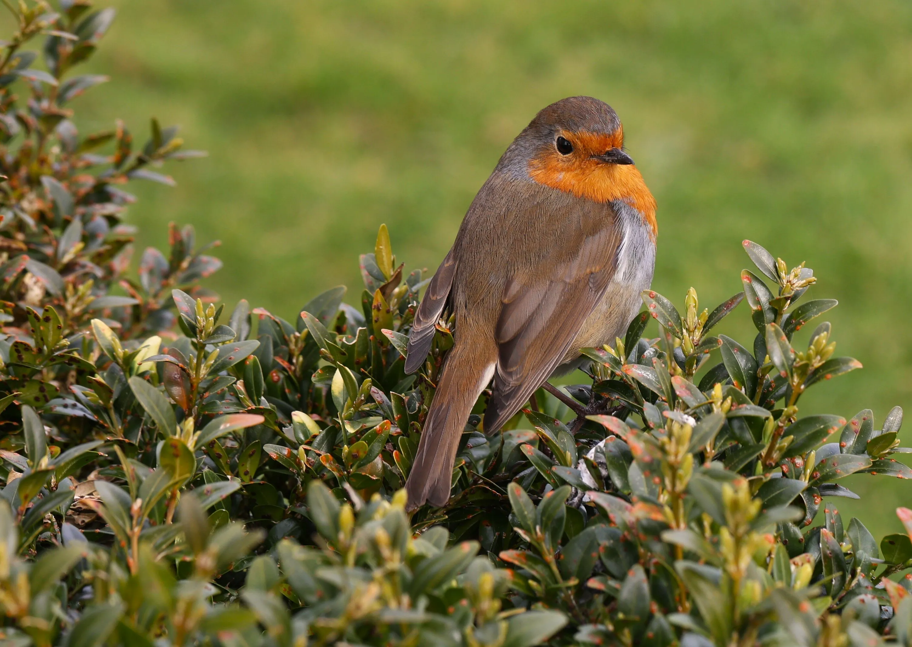 Good Morning Mr. Robin