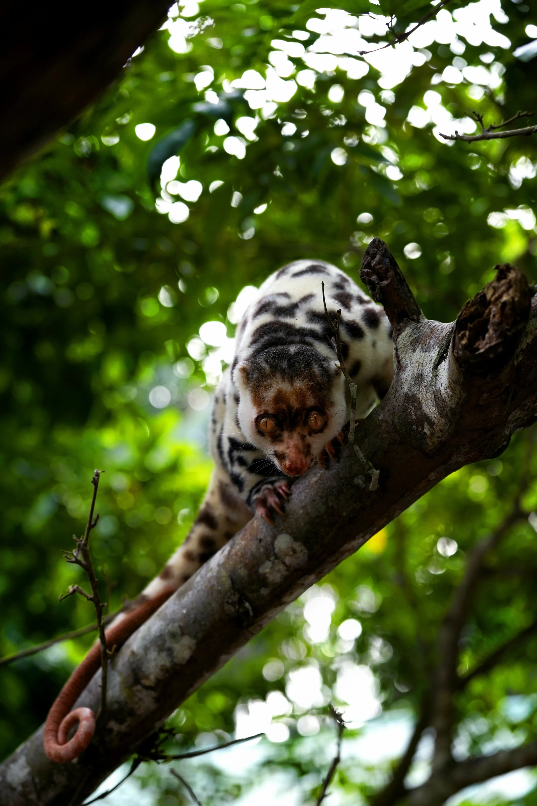 Piercing gaze of wild Cuscus
