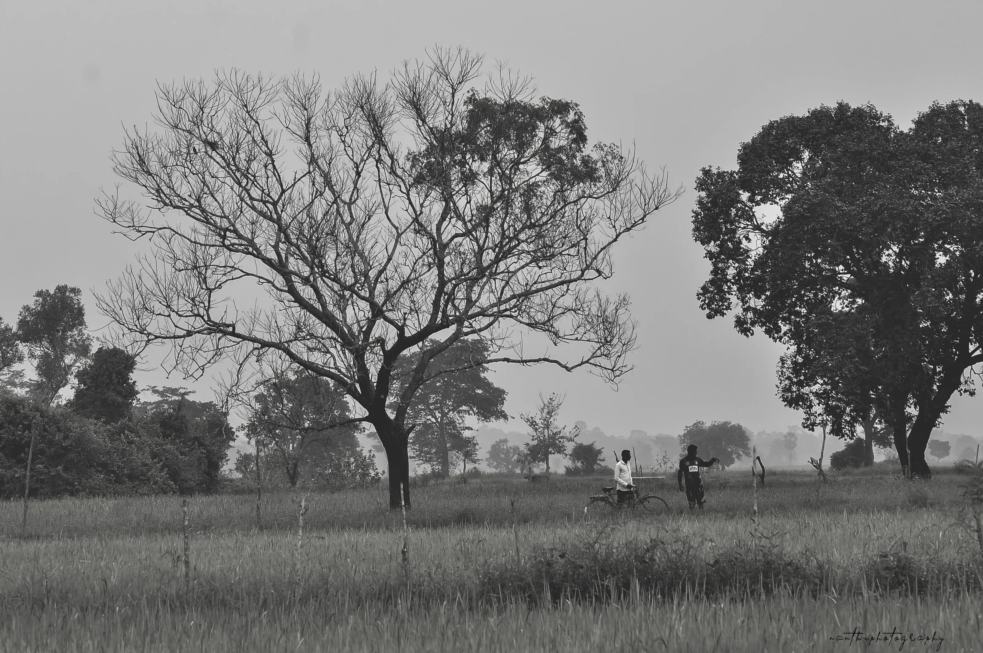 2tree 2 people