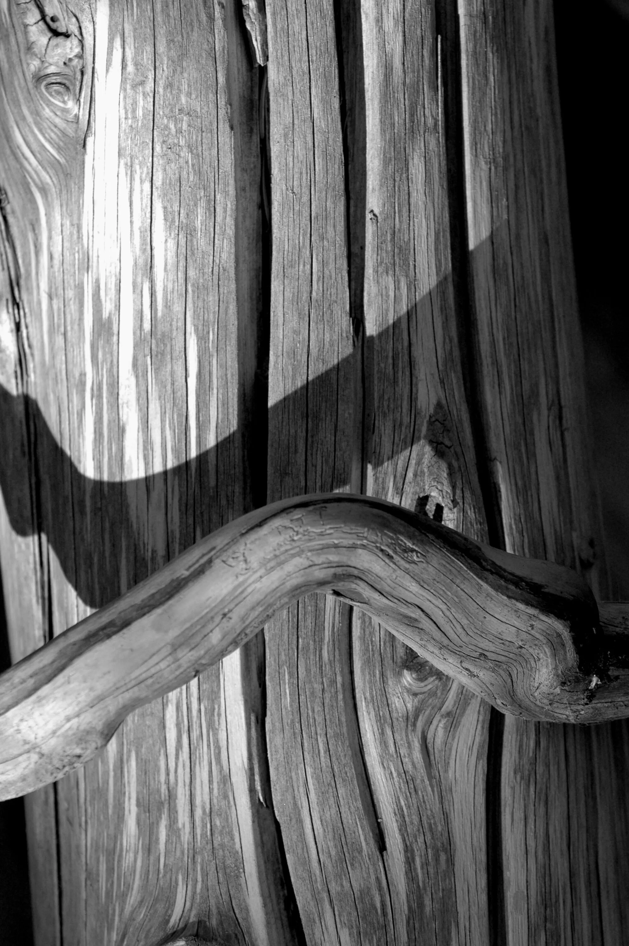 Still life driftwood