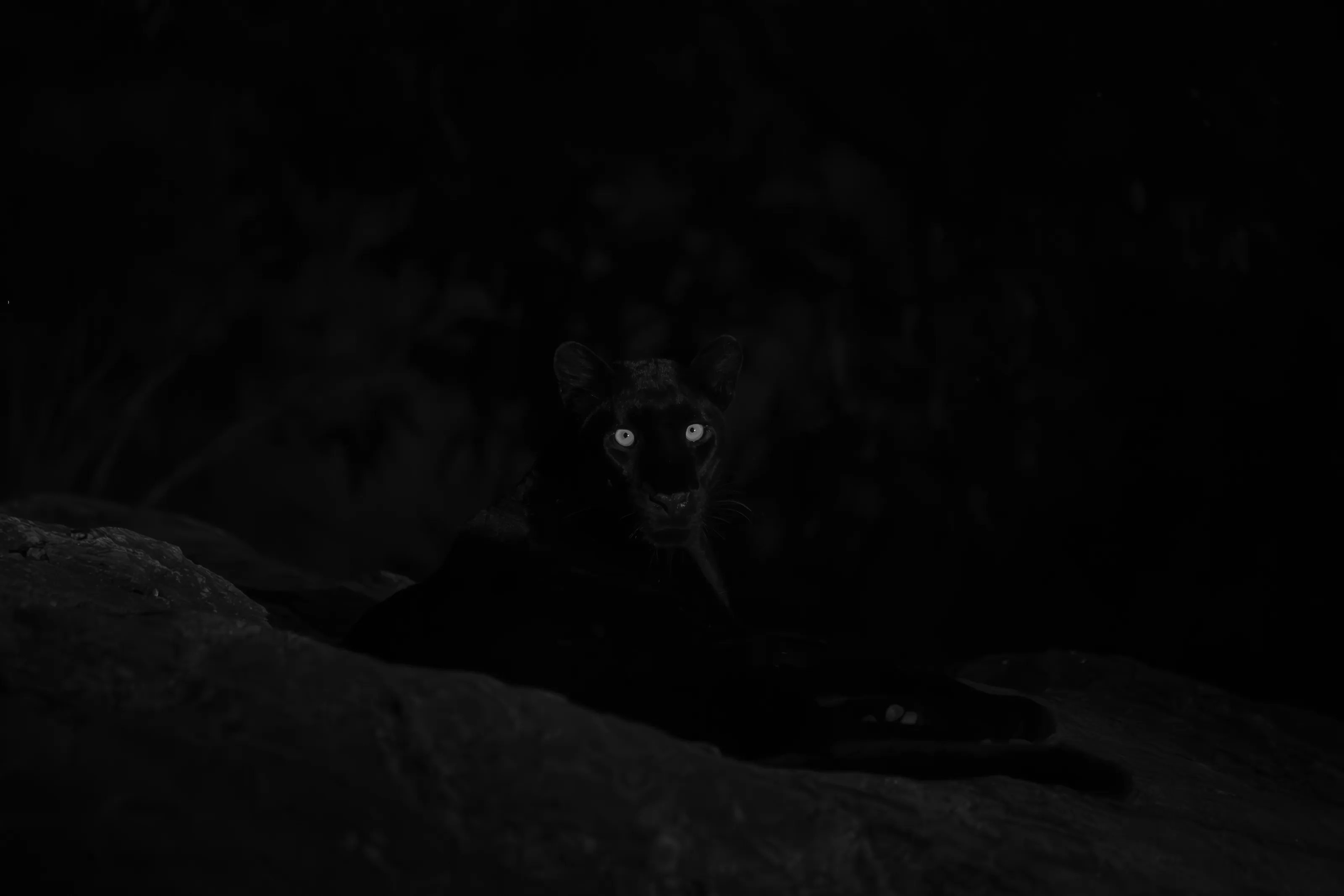 The Leopard called Giza
