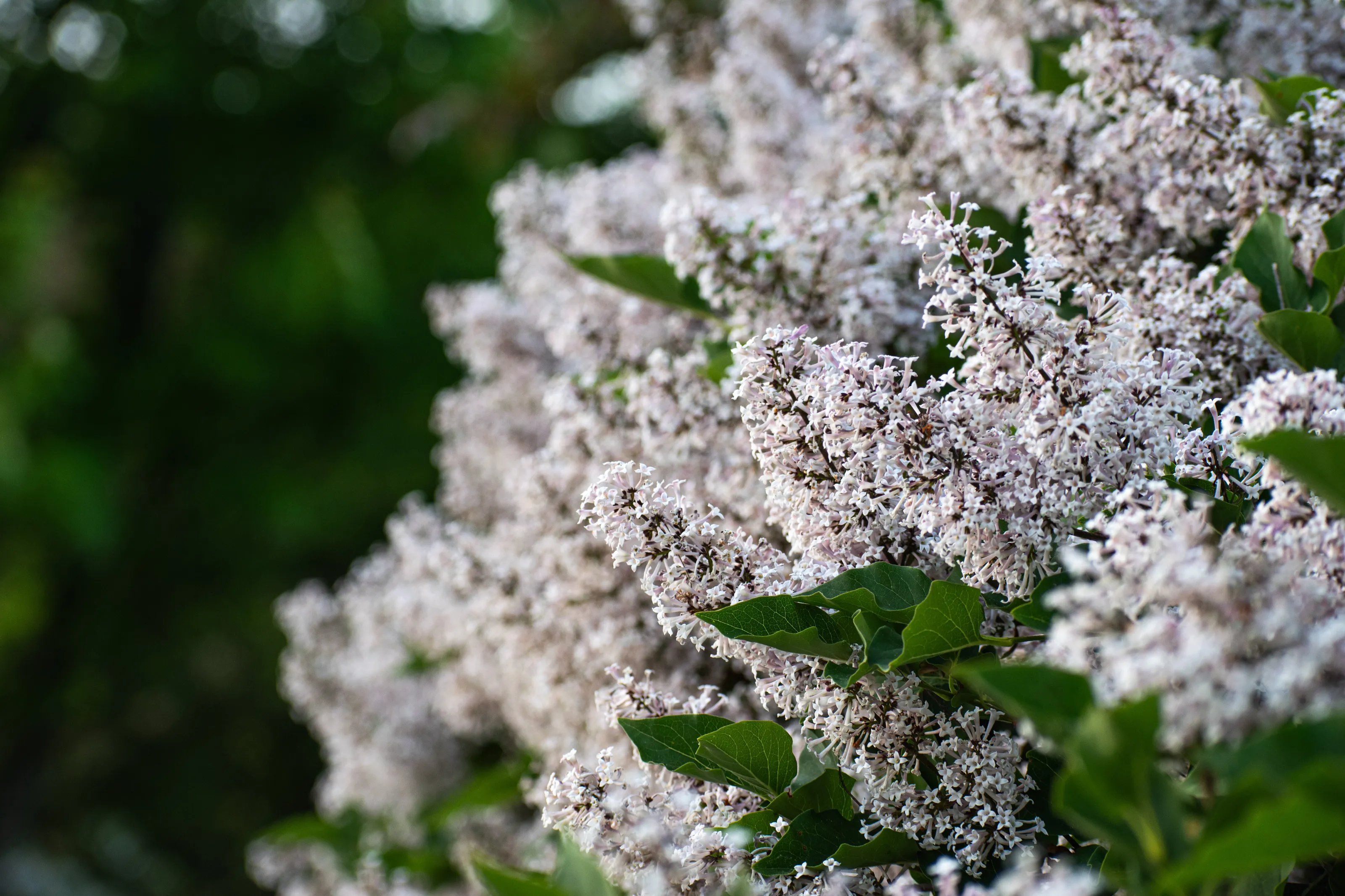 Spring Flowers