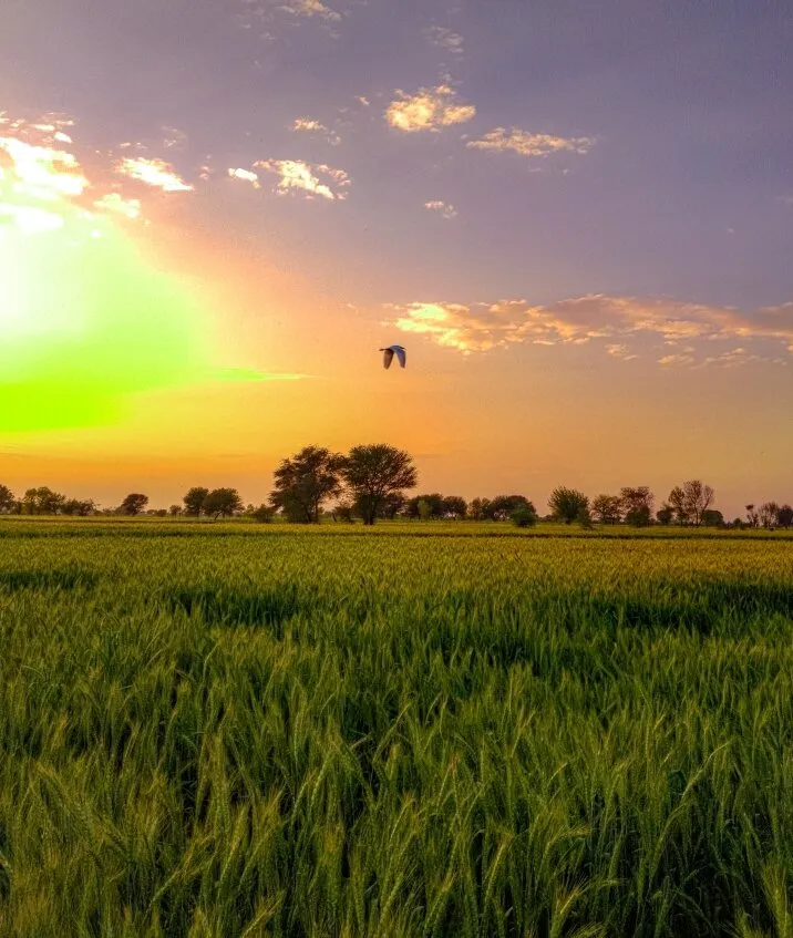 Bird flying around the field in evening time beautiful scene