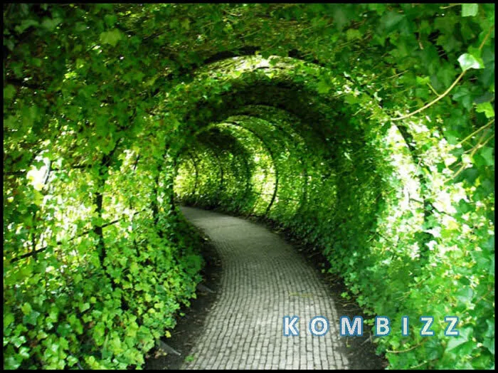 Entry 23676849