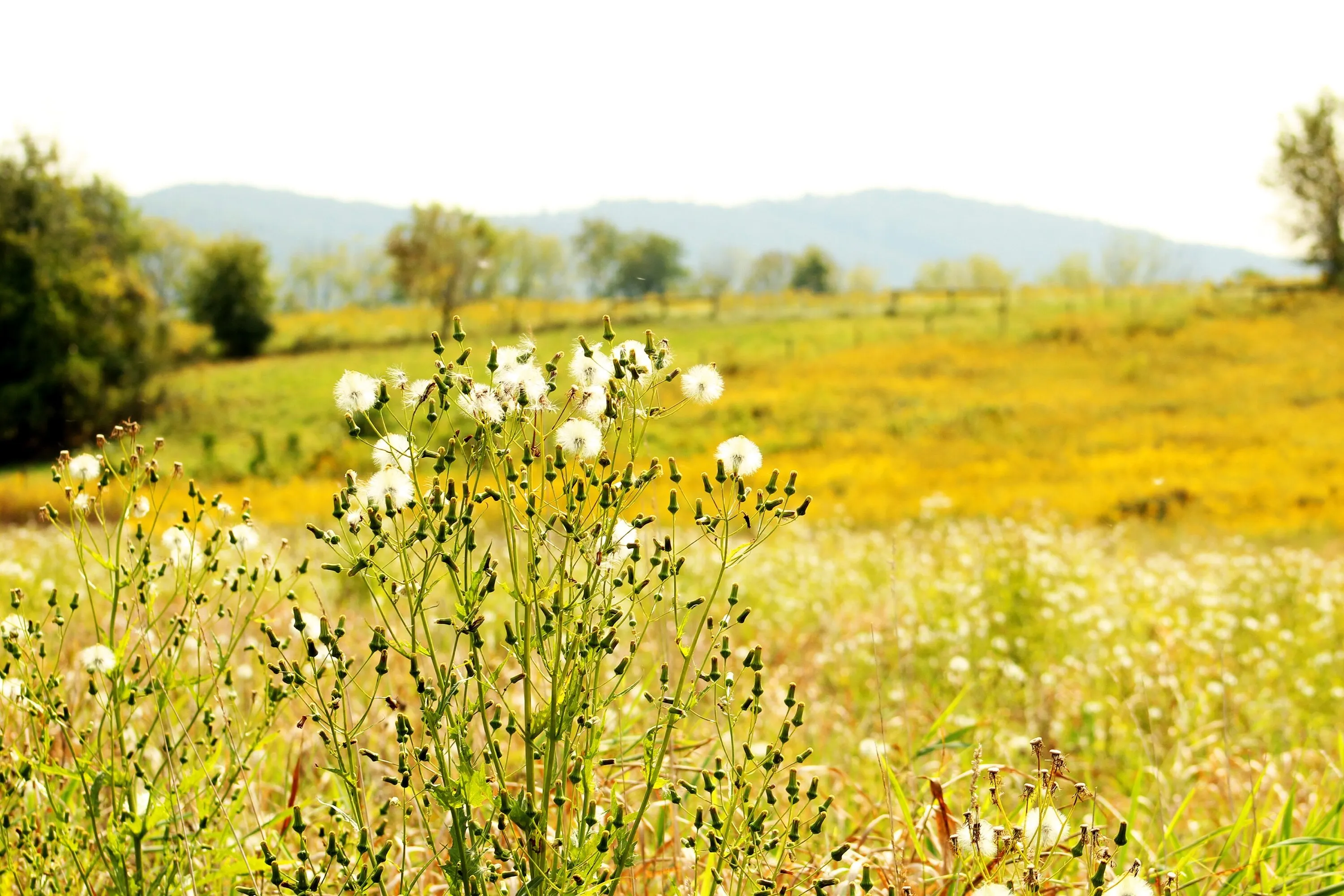 Golden Fields