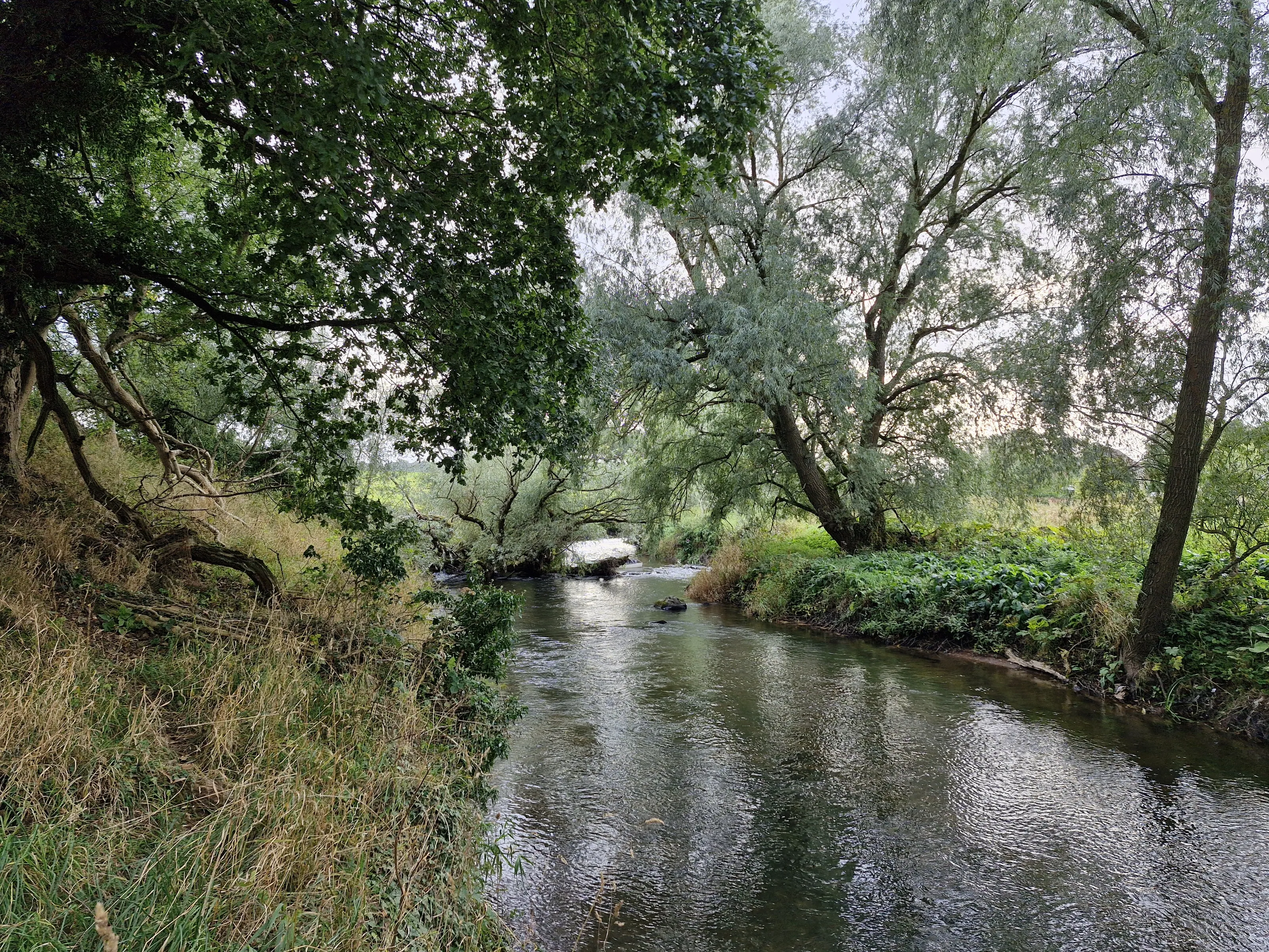 River Eden, near Dairsie (September 2024)