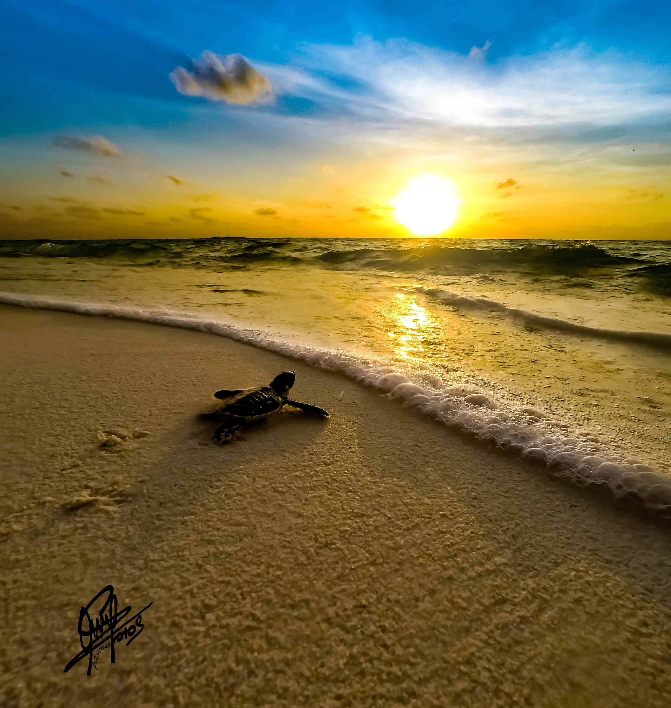 Sunset from Maldives beach with baby turtle