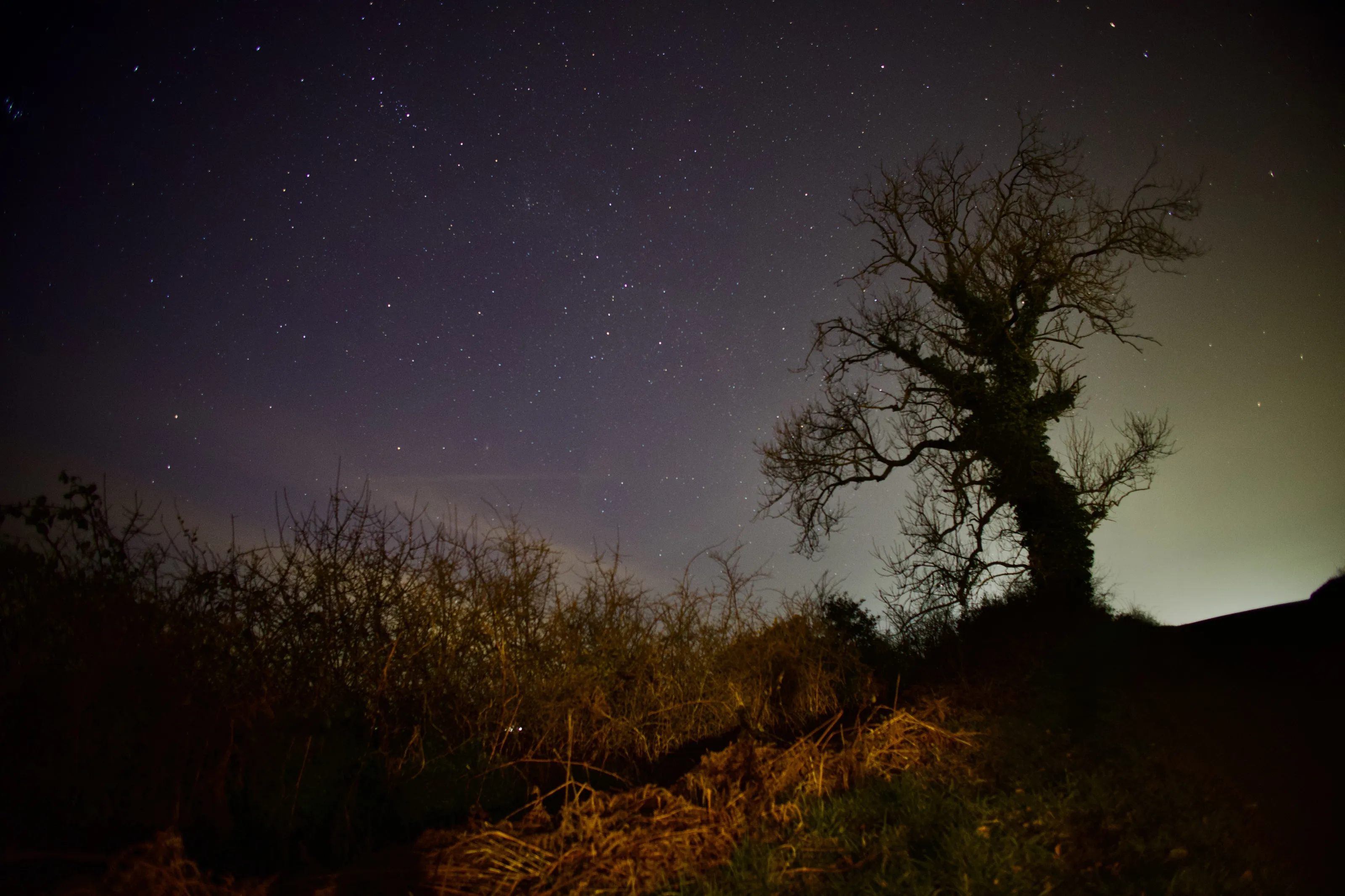 Tree by starlight
