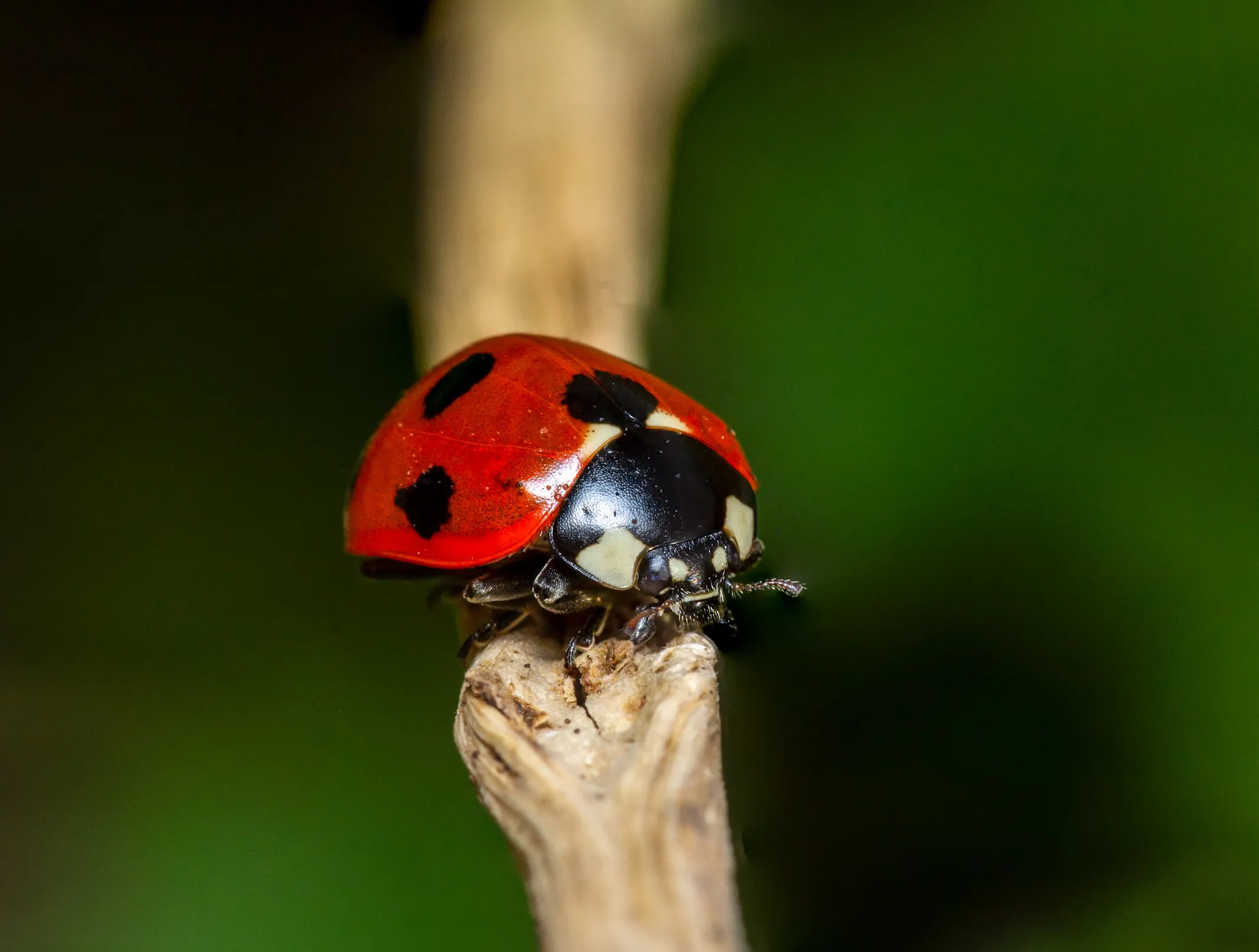 Ladybug