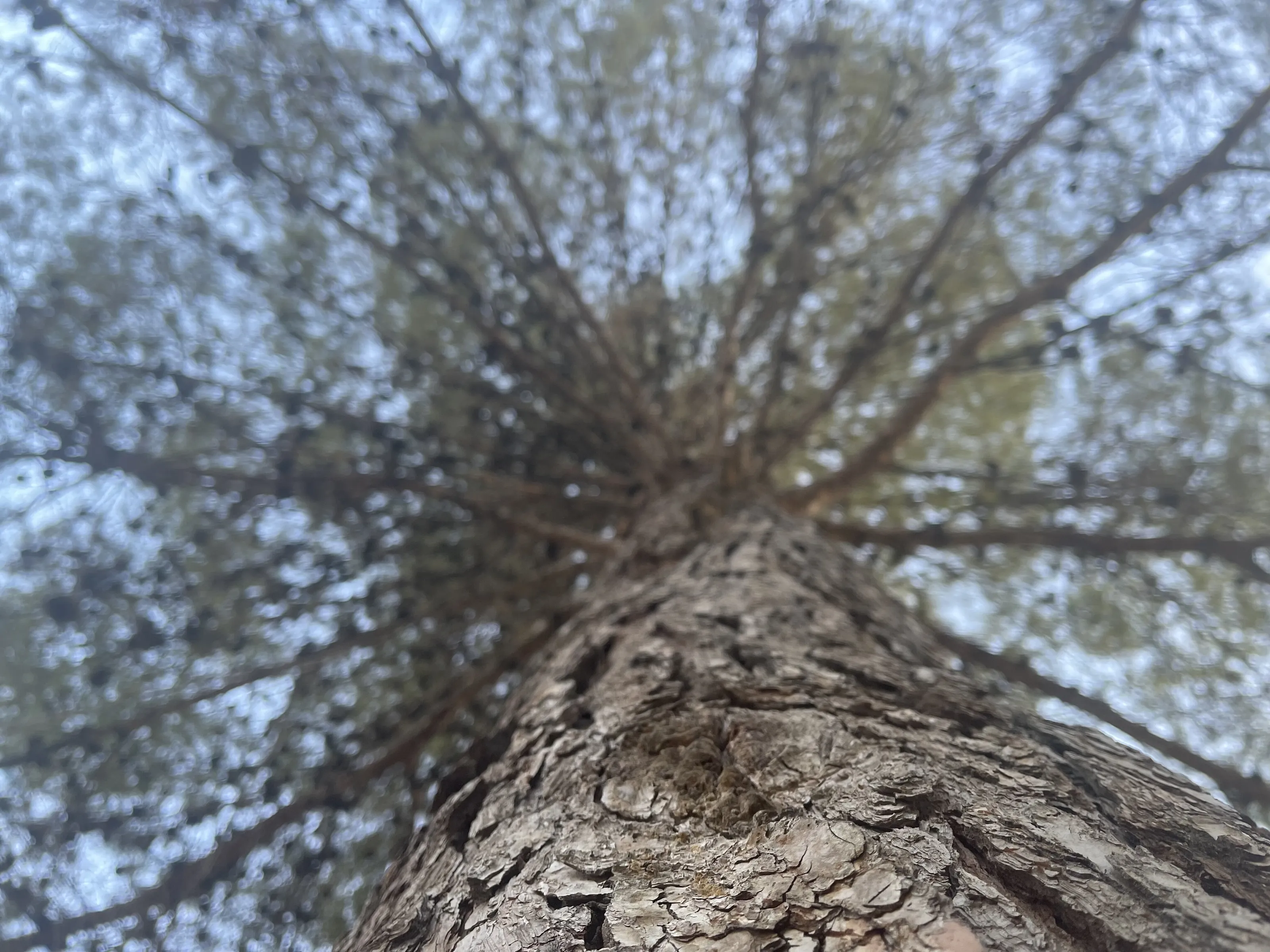 “Roots in the Earth, Dreams in the Sky”