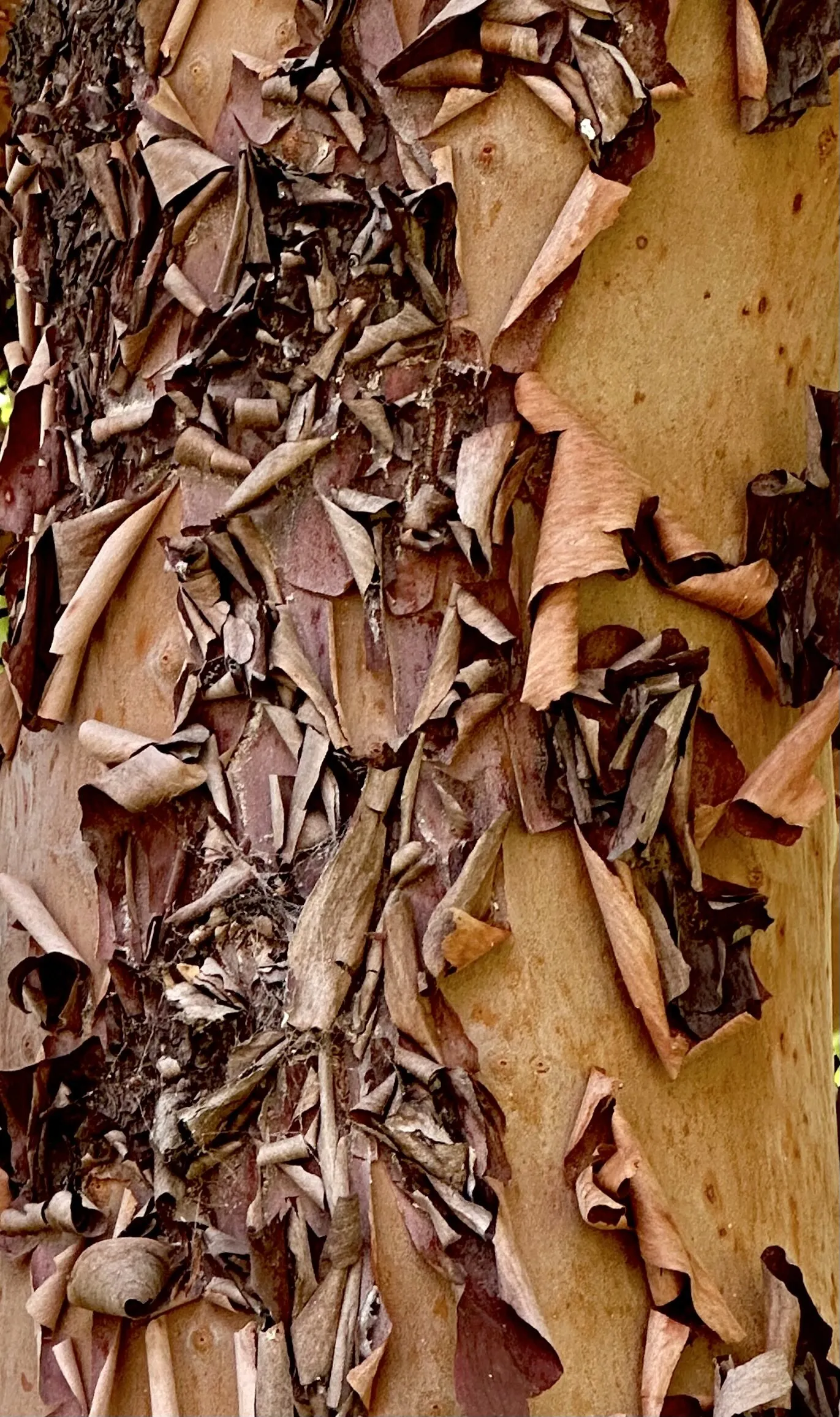 Eucalyptus bark