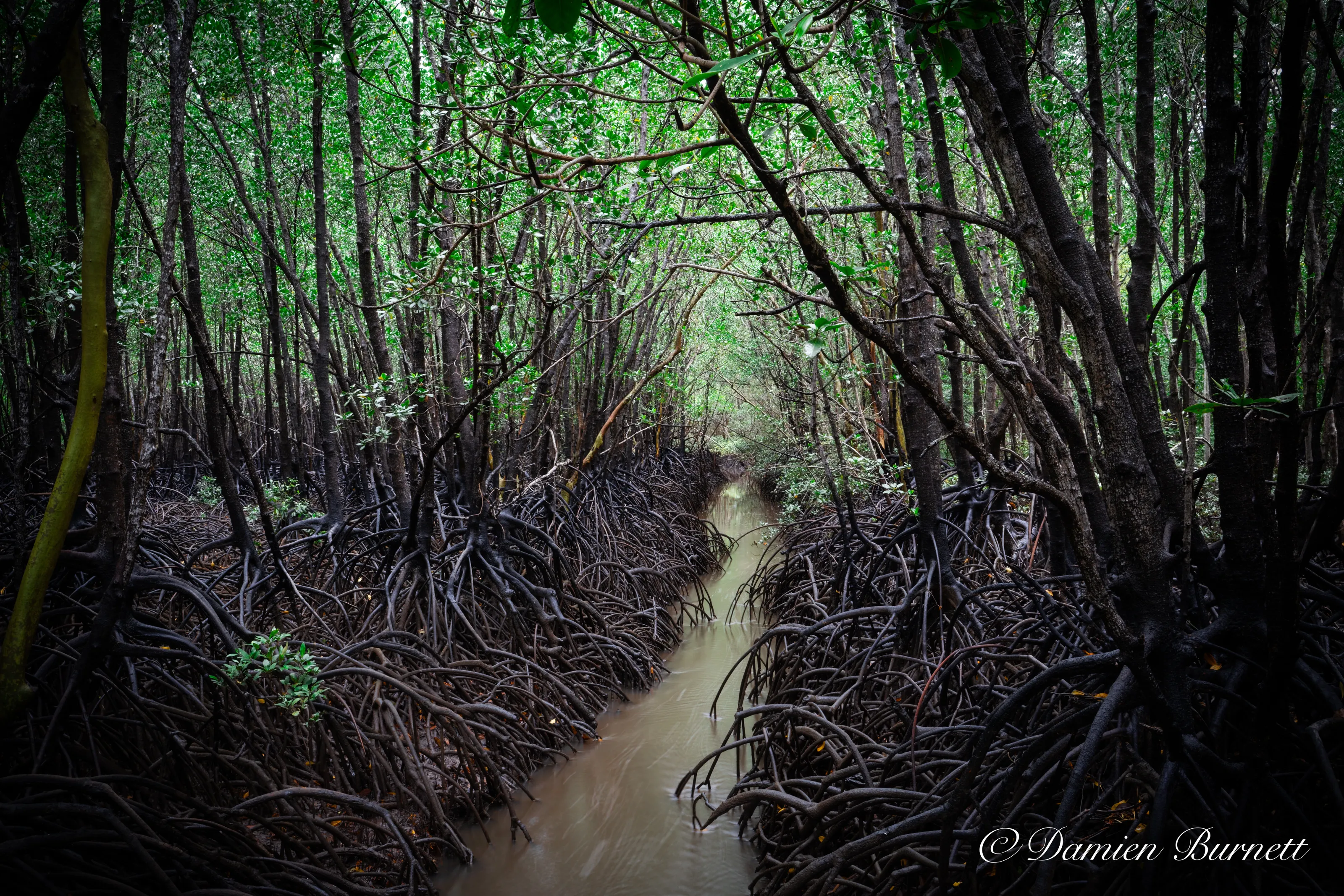 Veins of the Mangrove