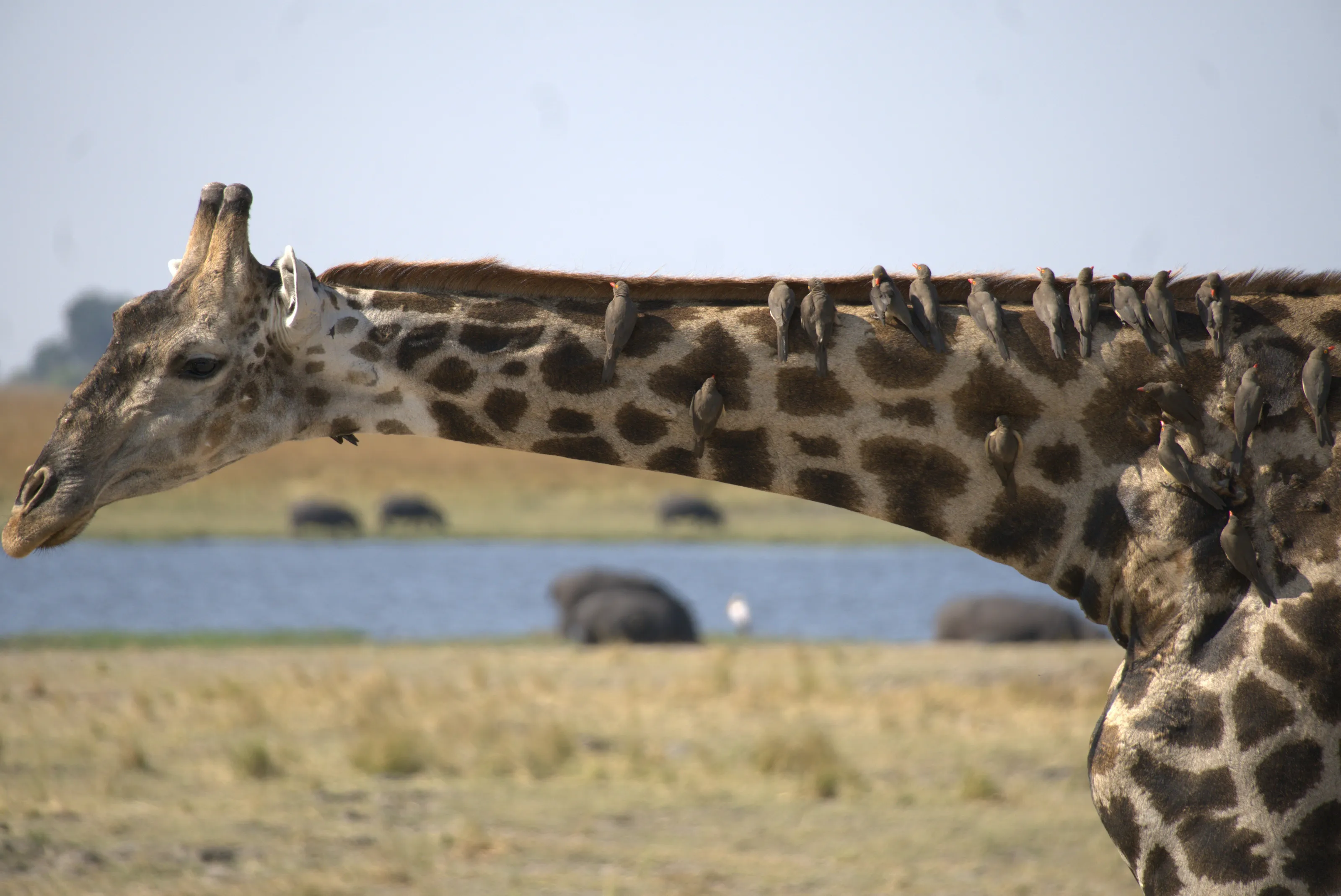 Giraffe, Chobe National Park, Botswana