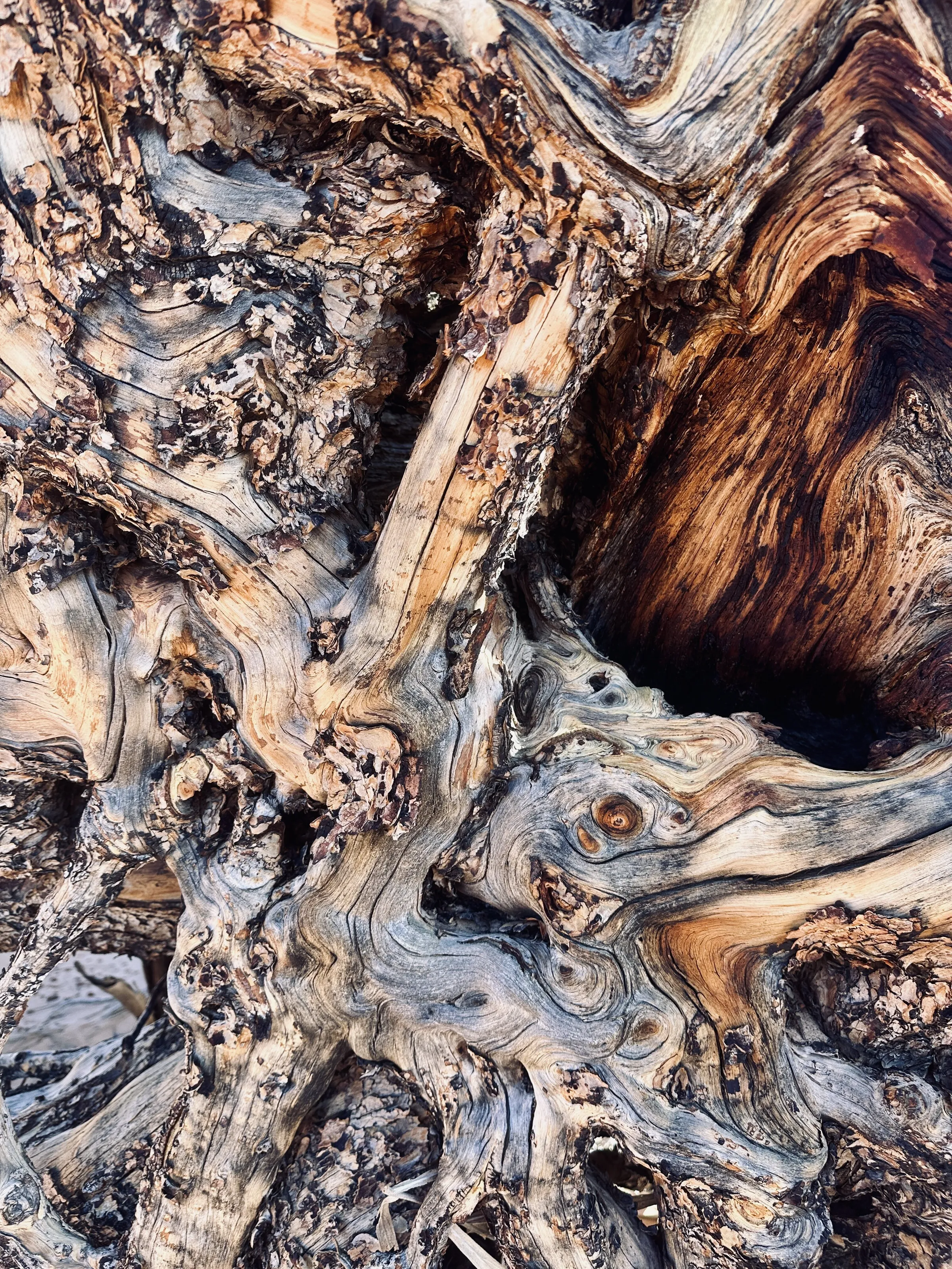 Unique tree trunk