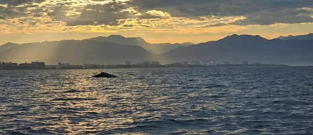 Lone Traveler