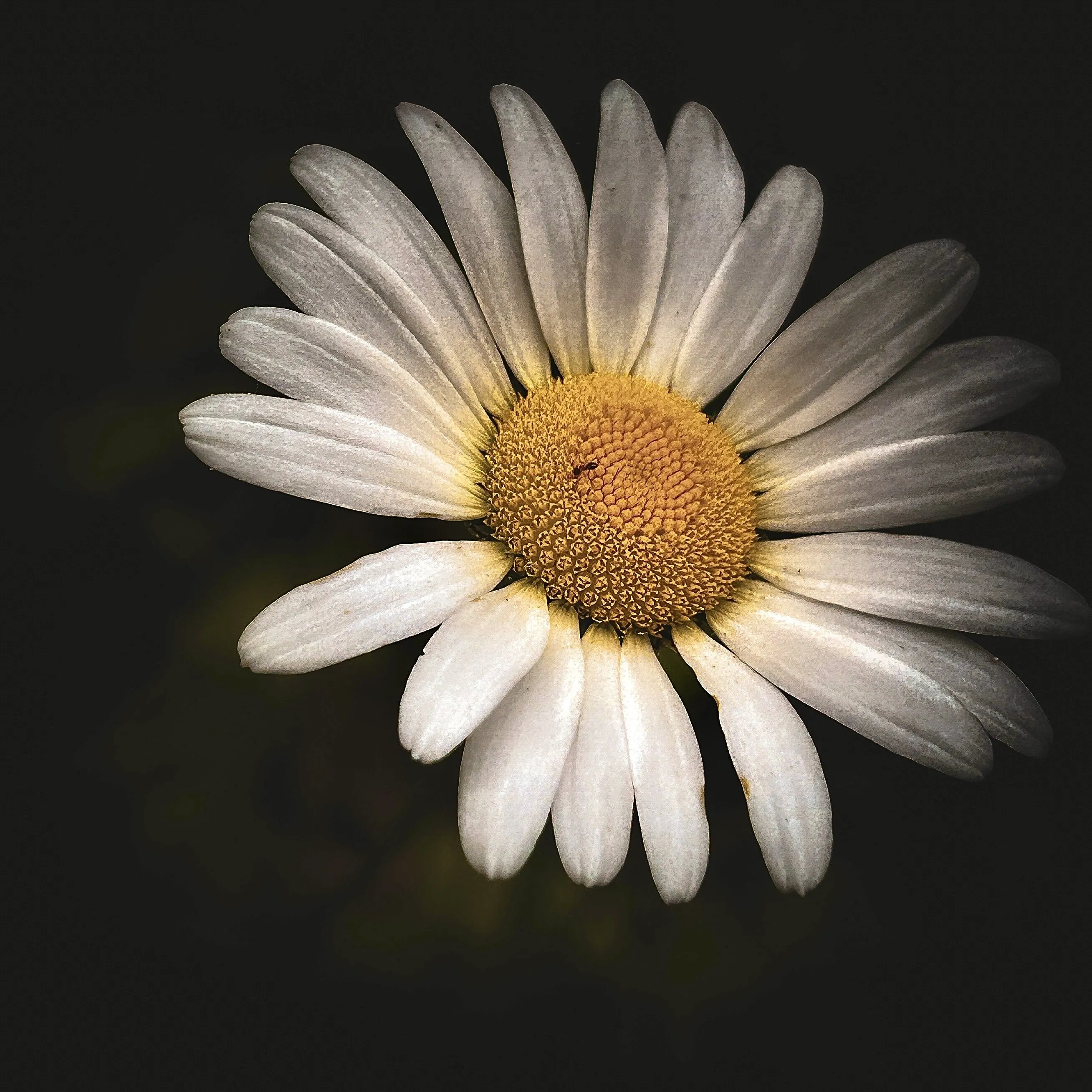 The Intricacies of a Daisy