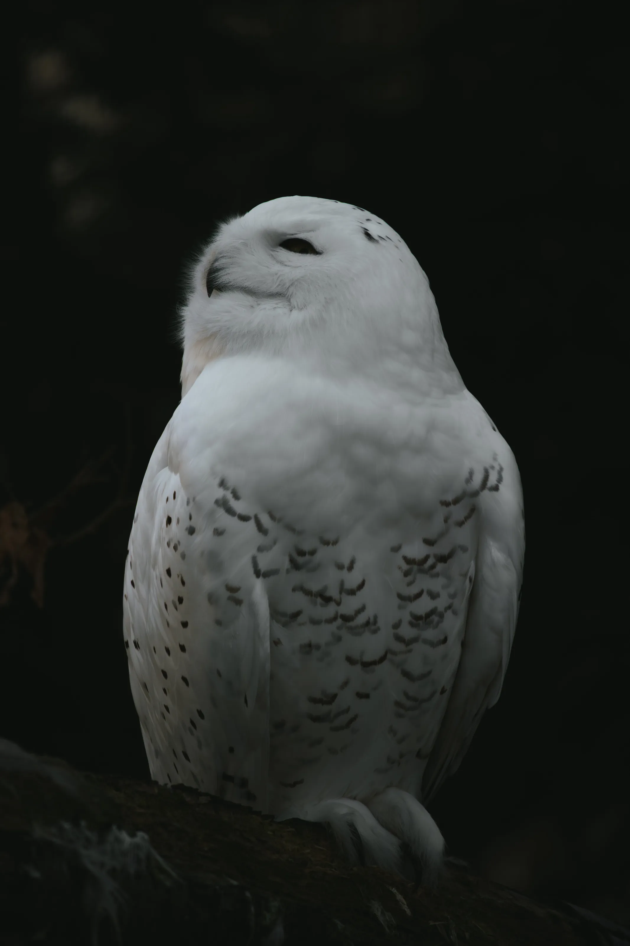White Owl