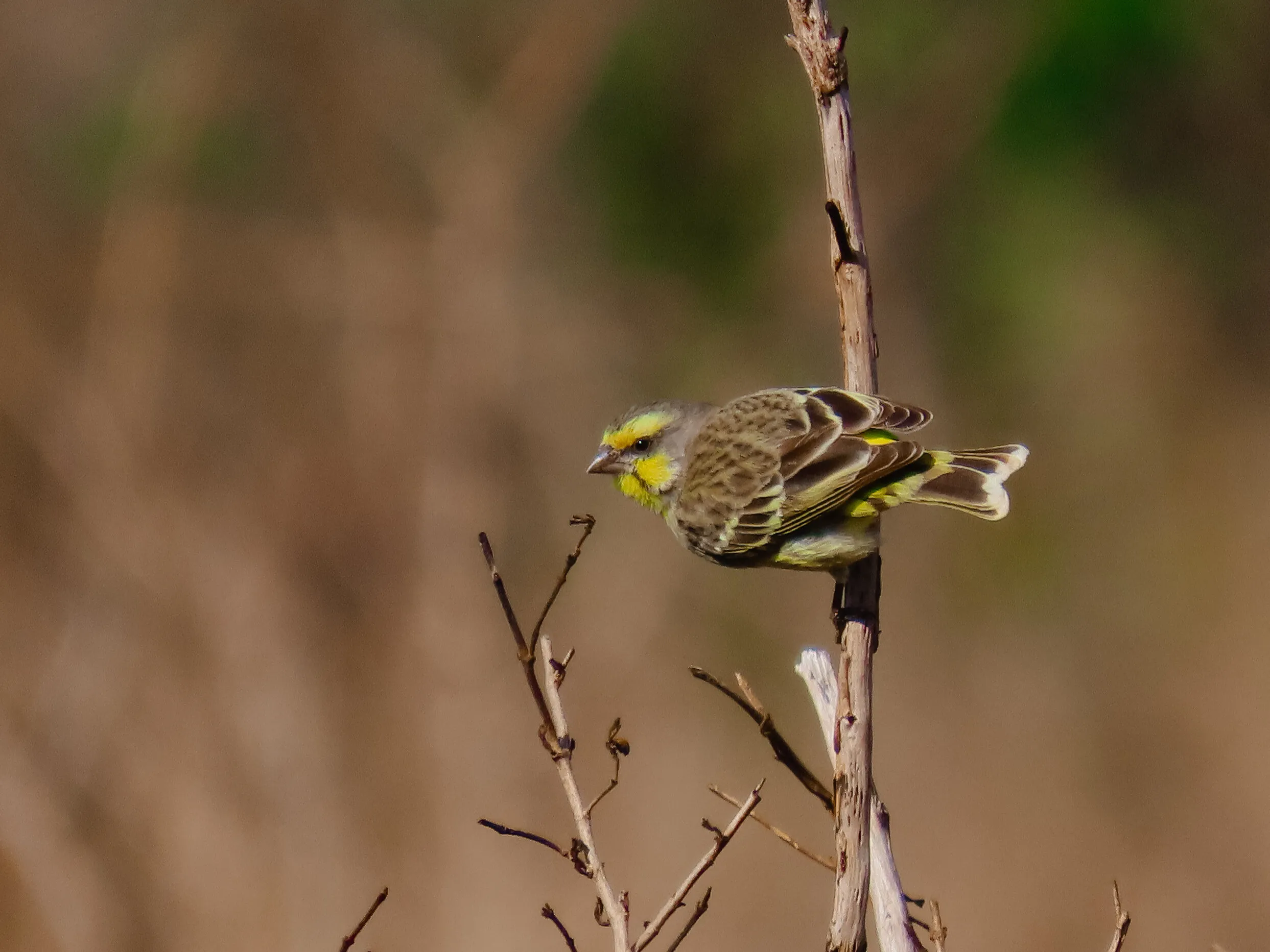 Canary