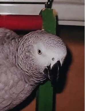 Unathi - Our African Grey Parrot