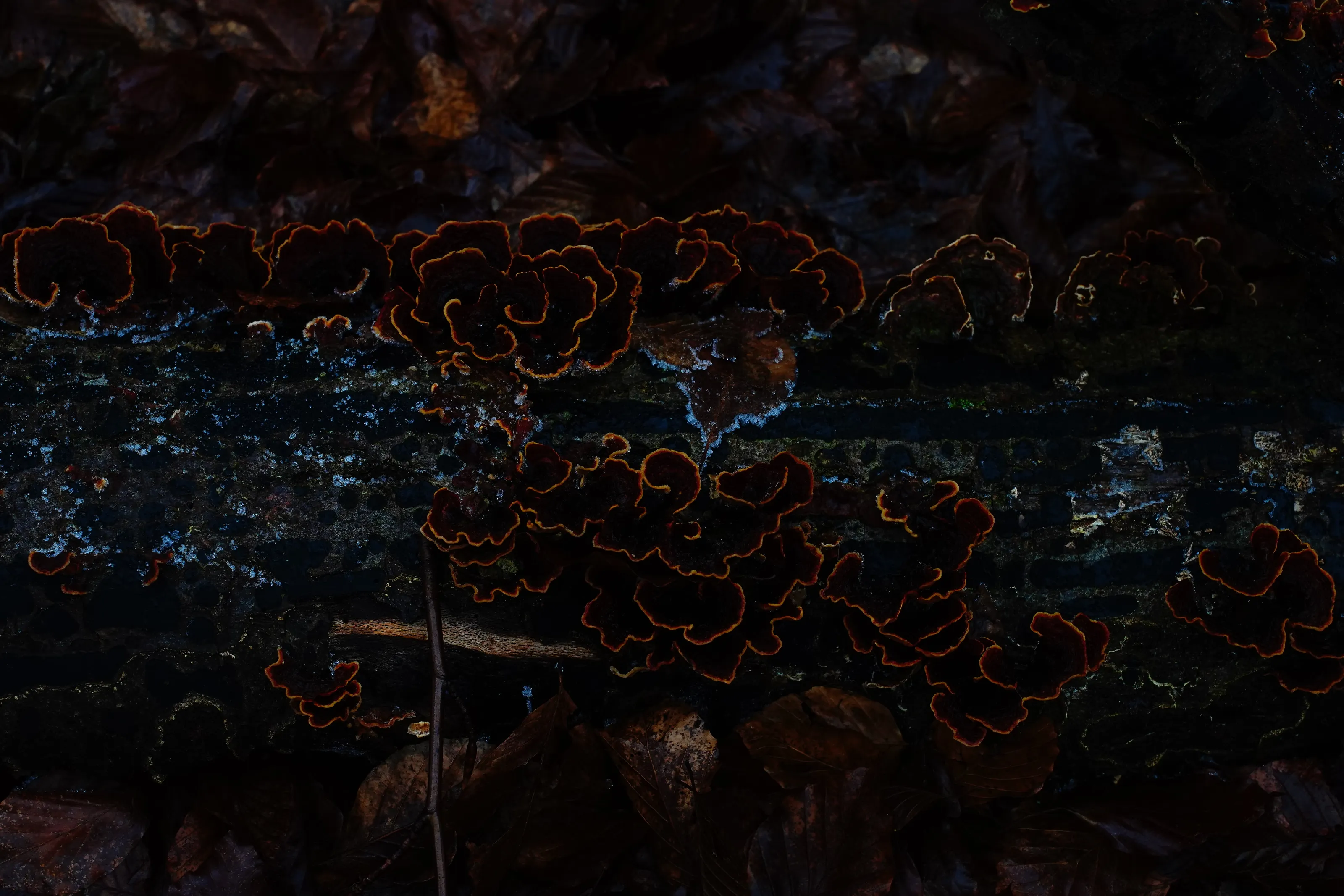 Banner image
