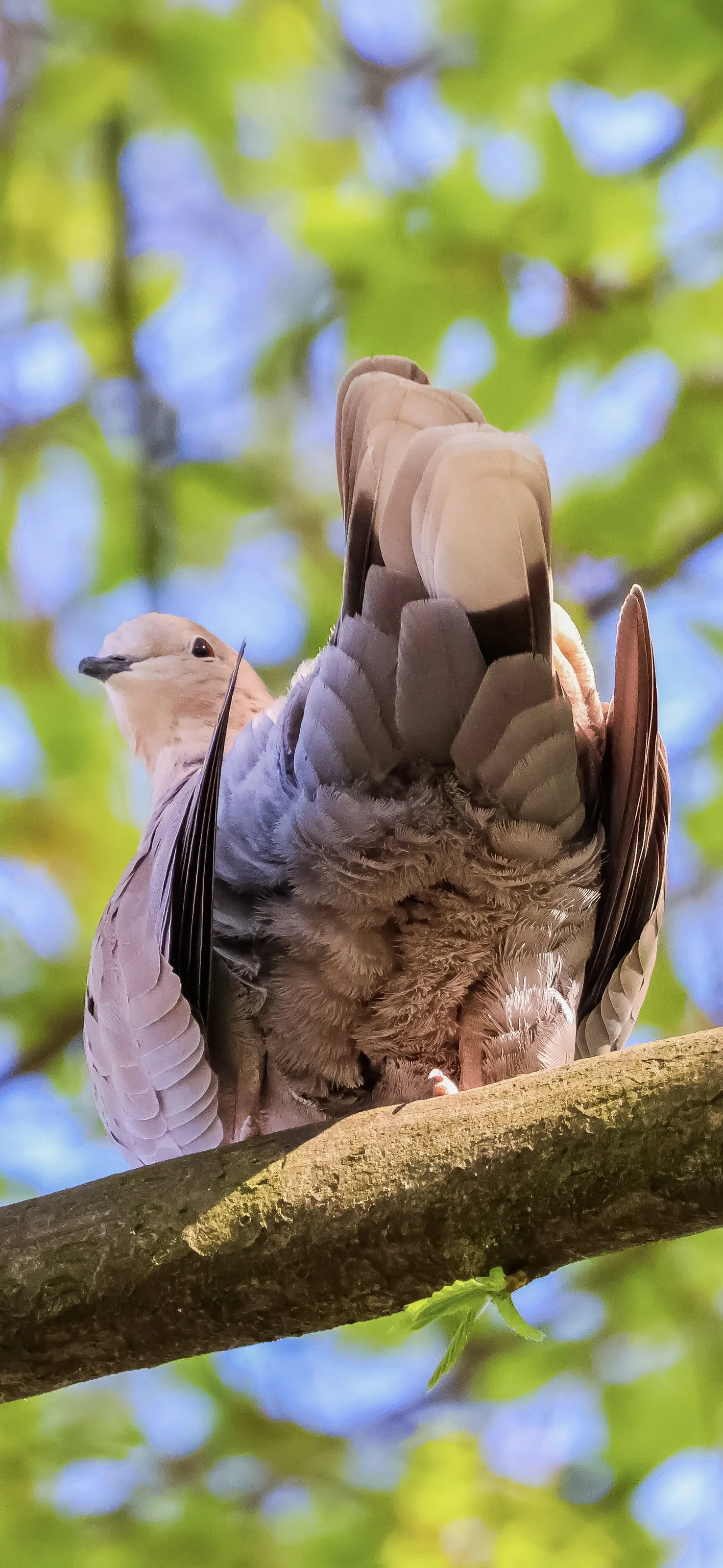 Pigeot looking over his shoulder😂