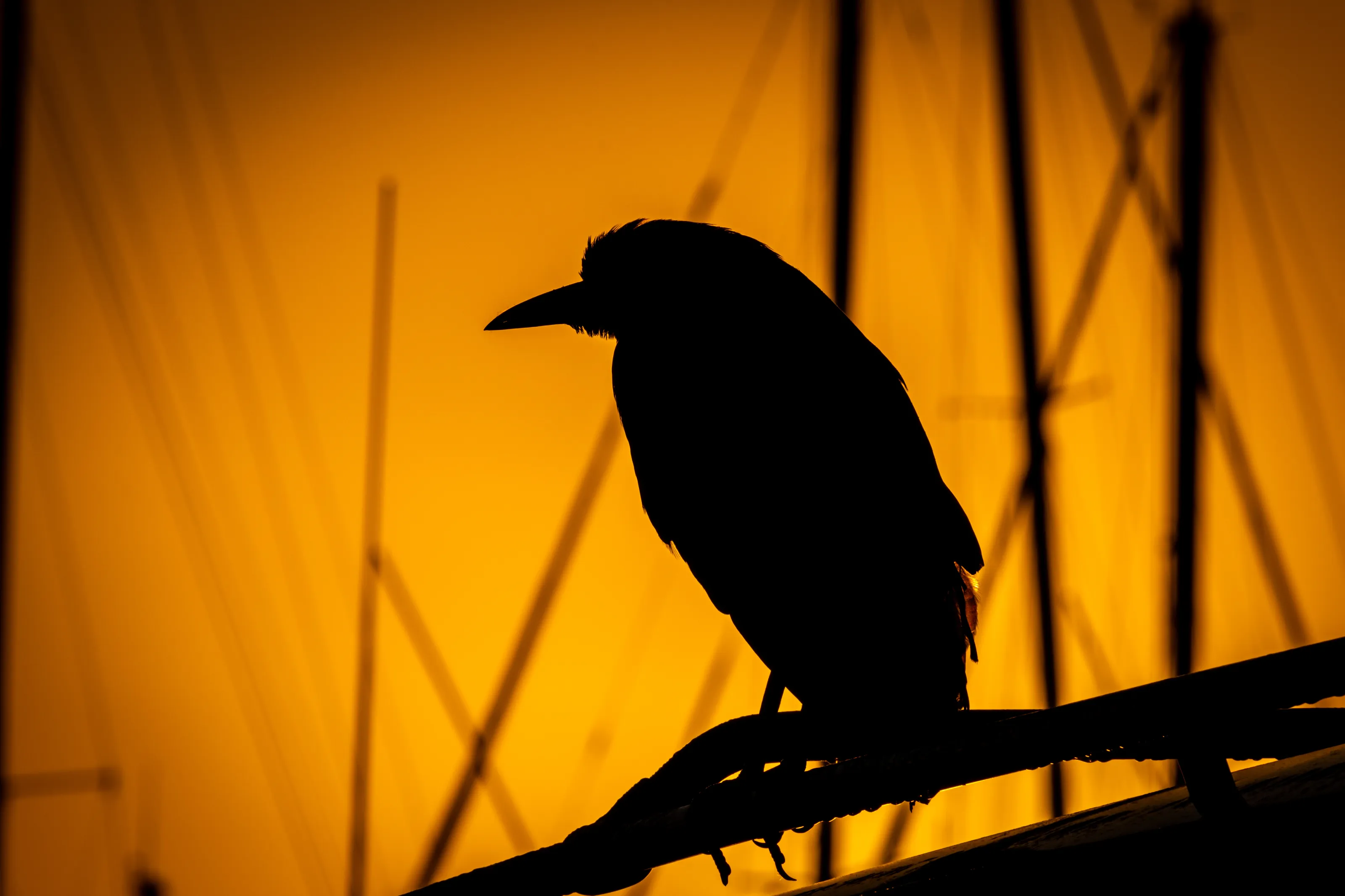 Night Heron at Dawn