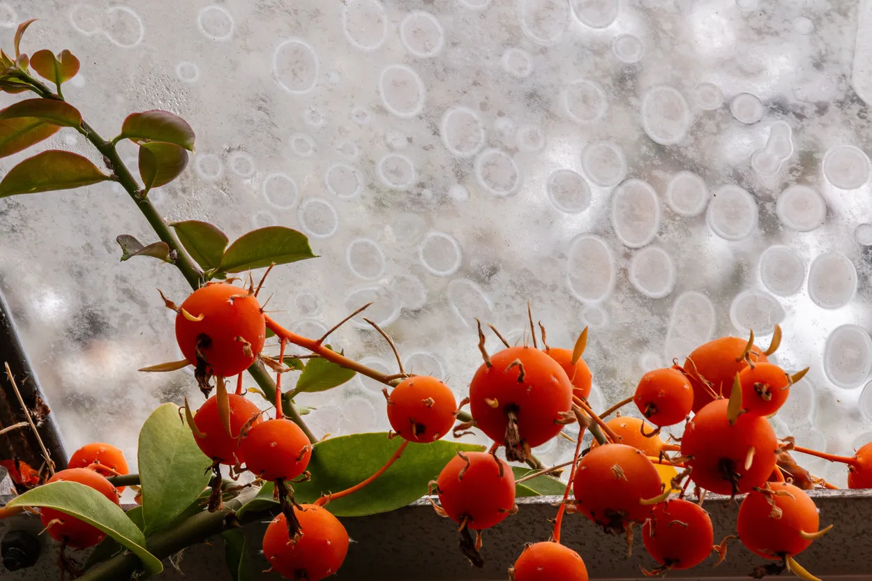 Entry 23726395