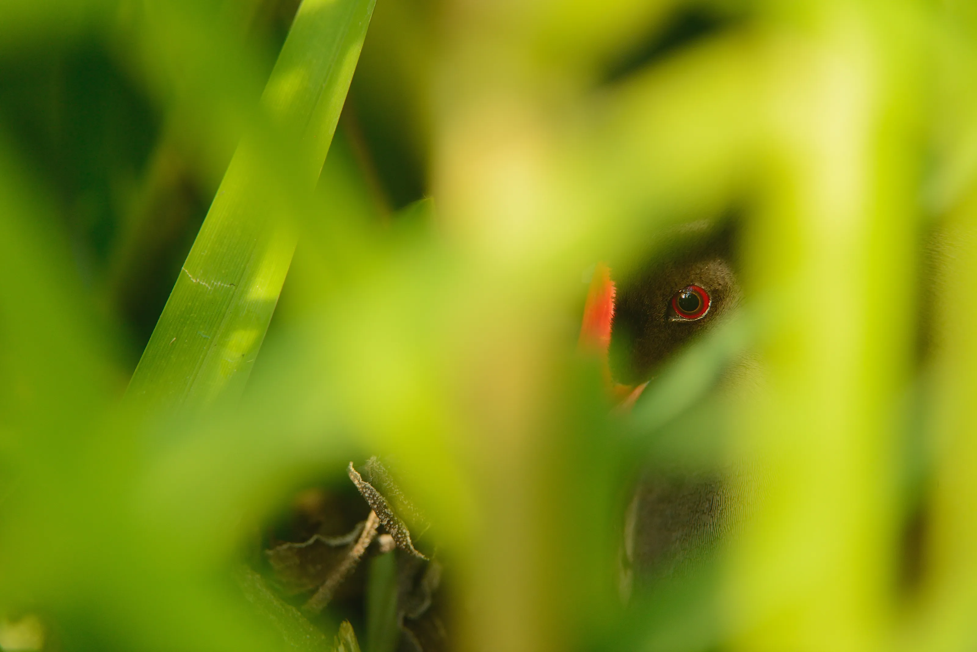Gap in the reeds