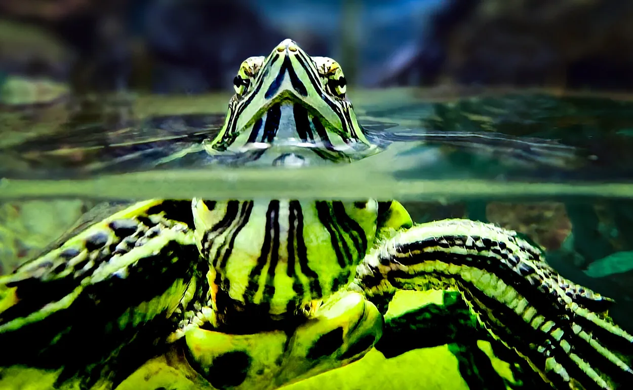 Entry 25455542