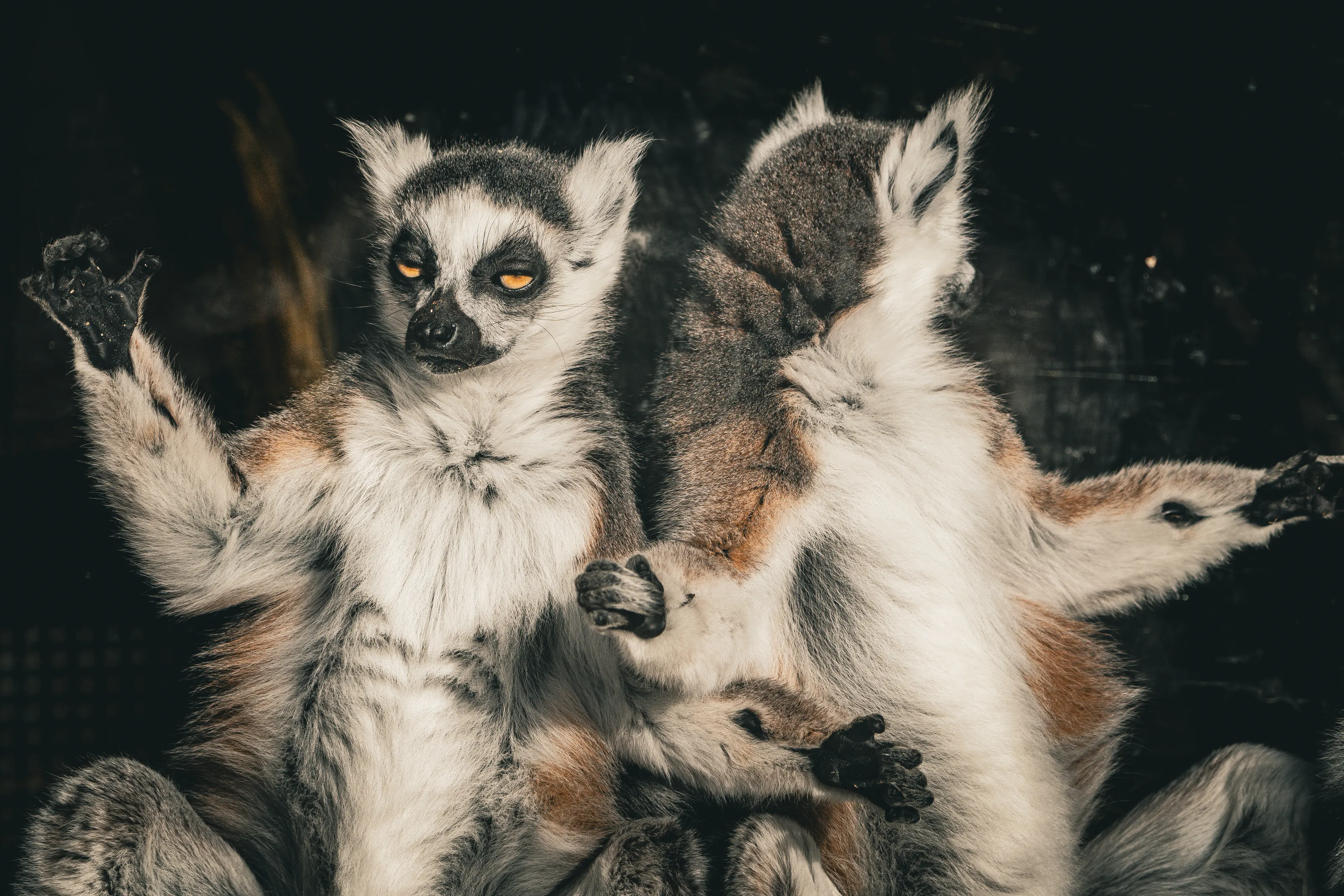 Lemurs