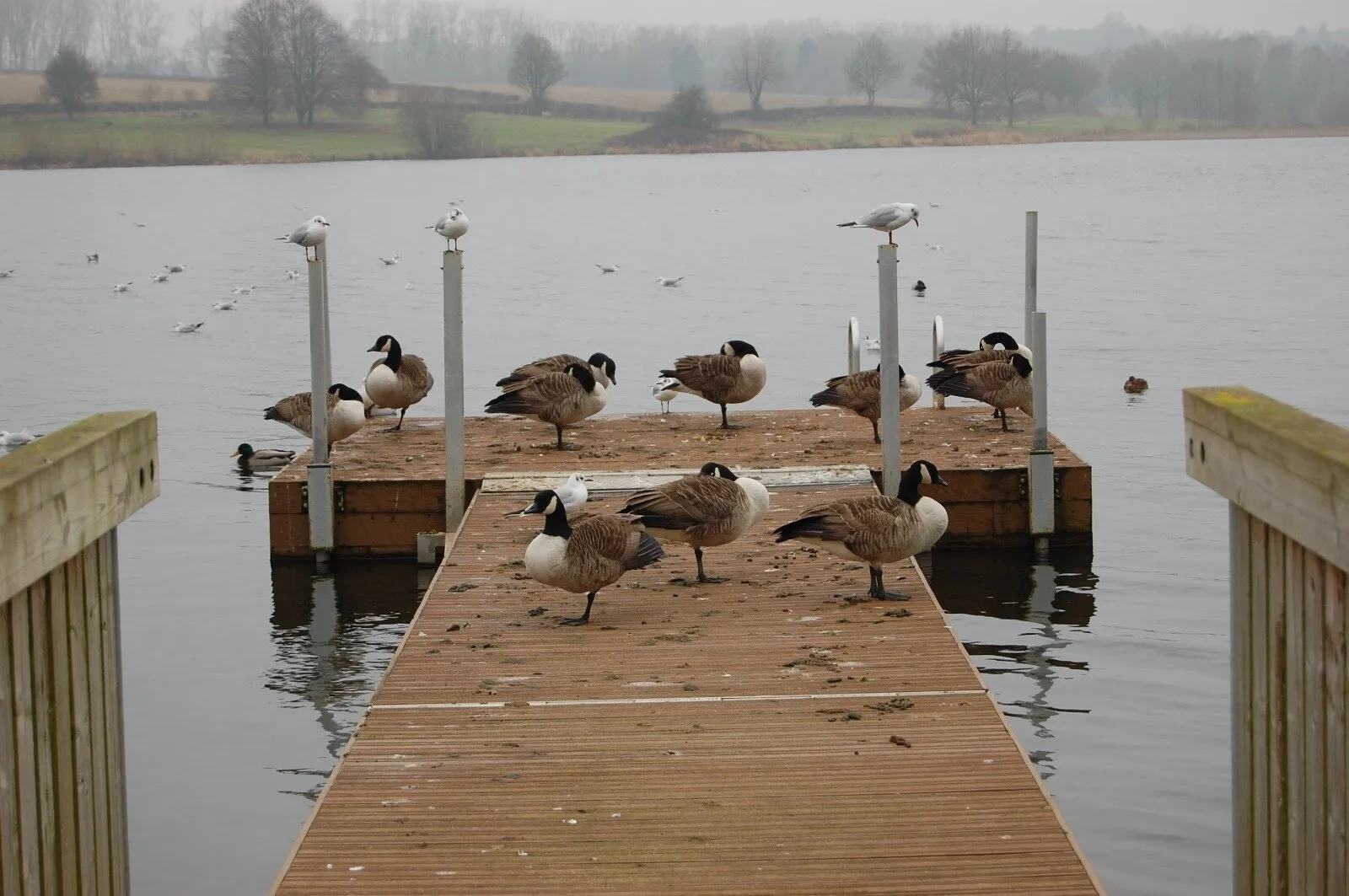 Birds on a pier