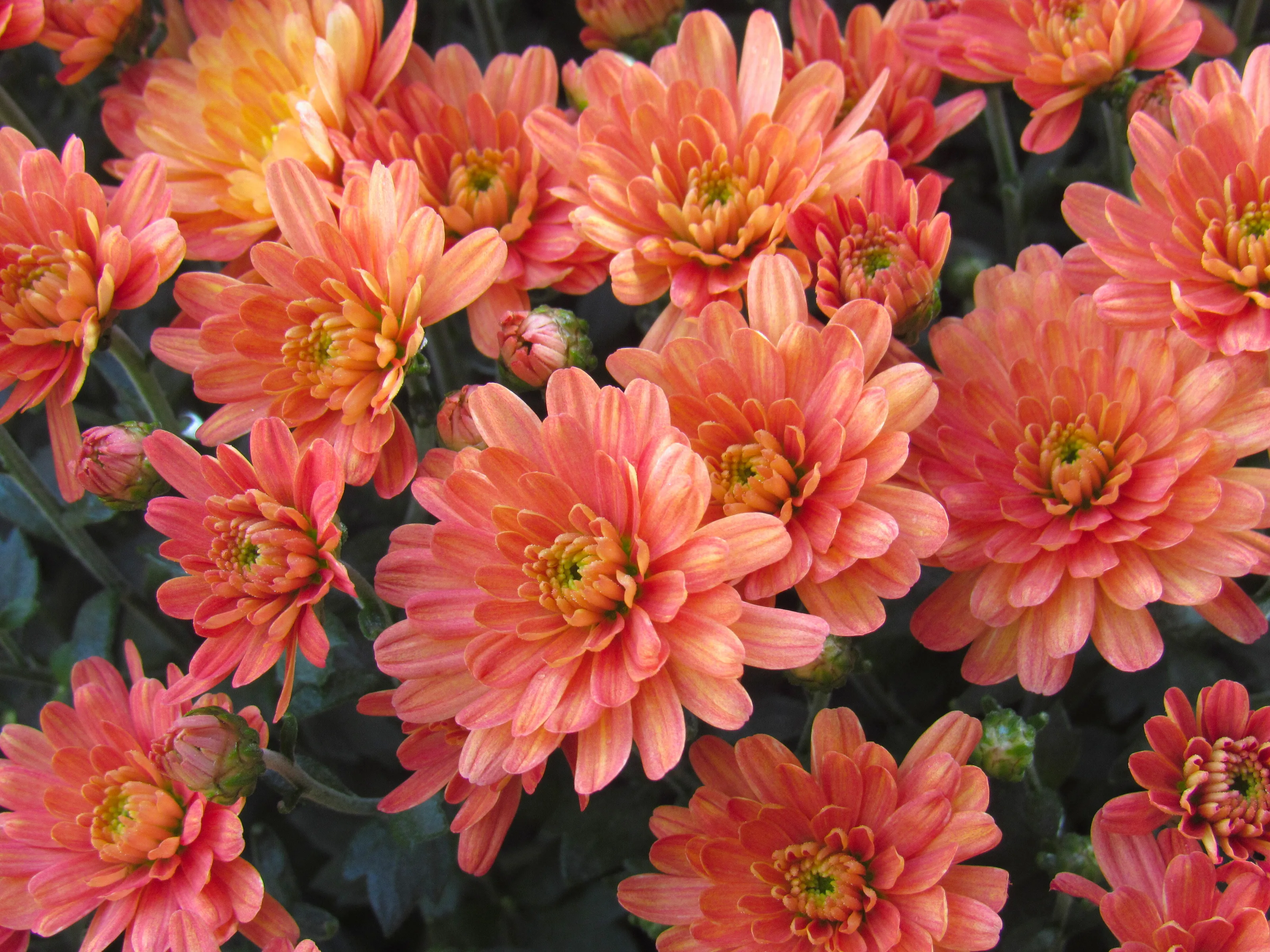 Chrysanthemums