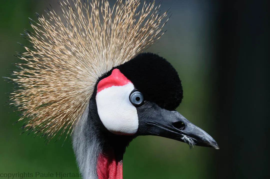 0579 Close-up of Grey-crowned Crane