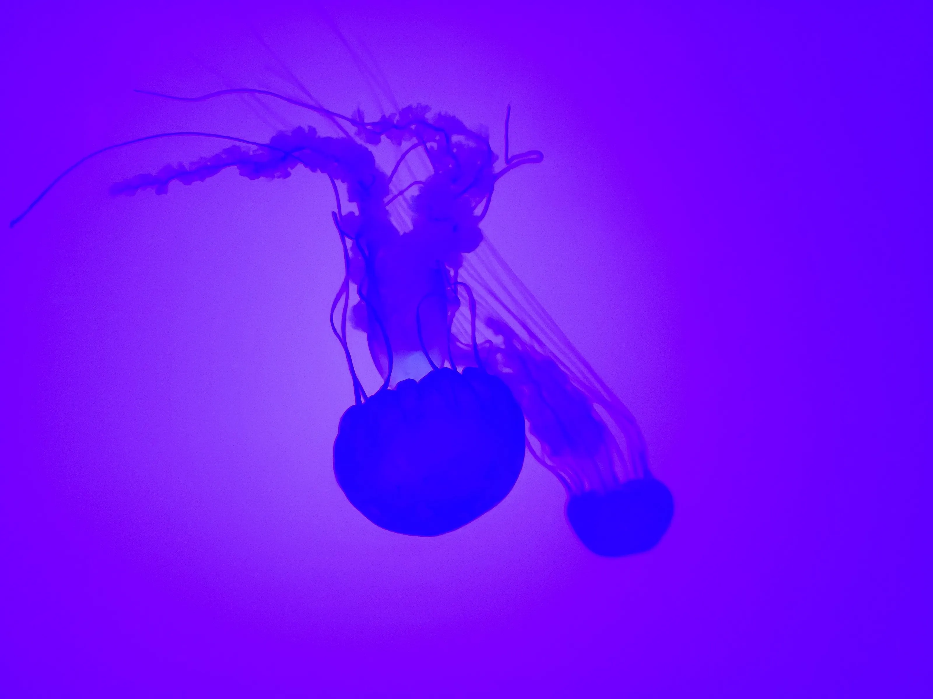 Bioluminescent Flow