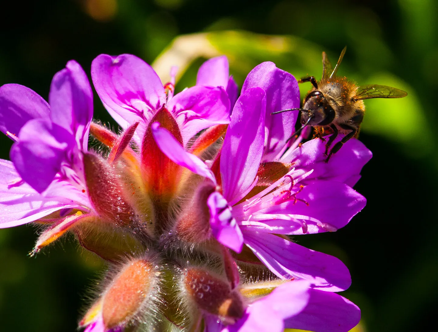 The Bee's Knees