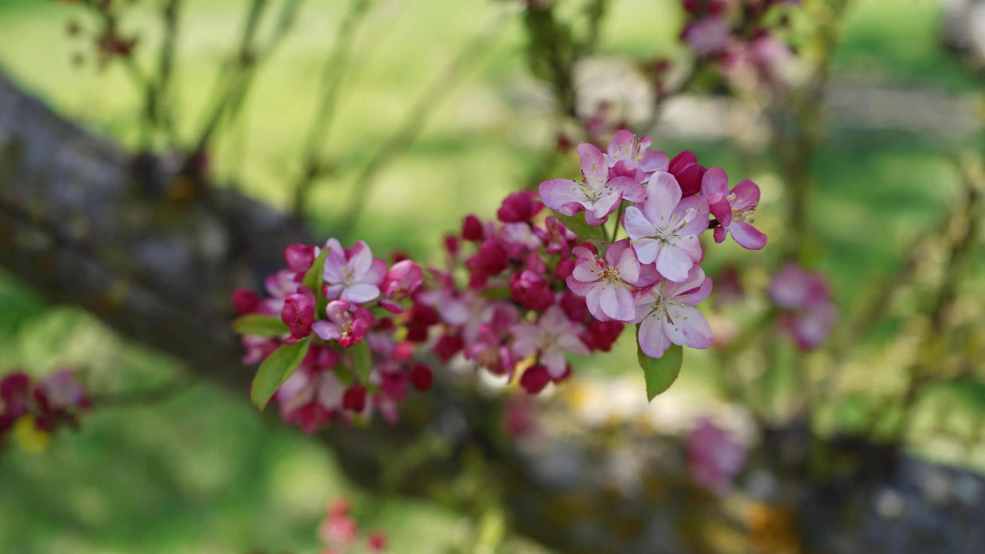 Purple Flower Blooming
