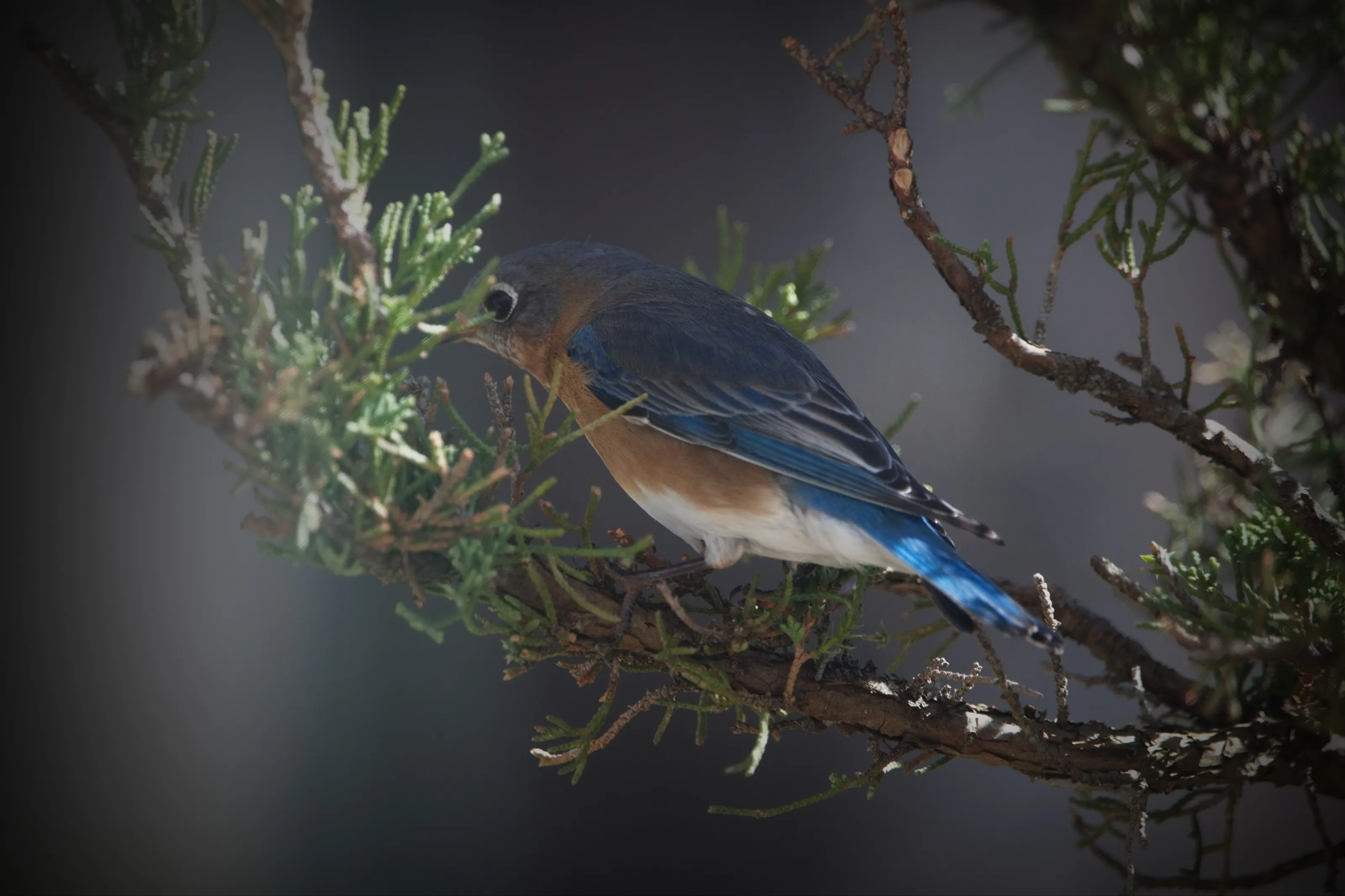 Bluebird in a Juniper