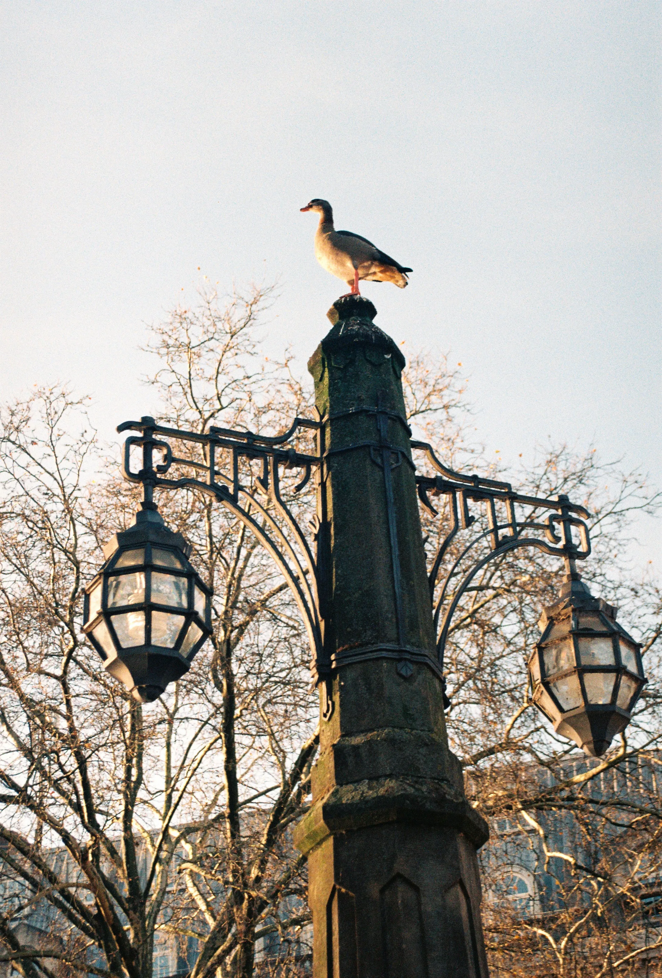 A majestic duck on a pole in Dusseldorf