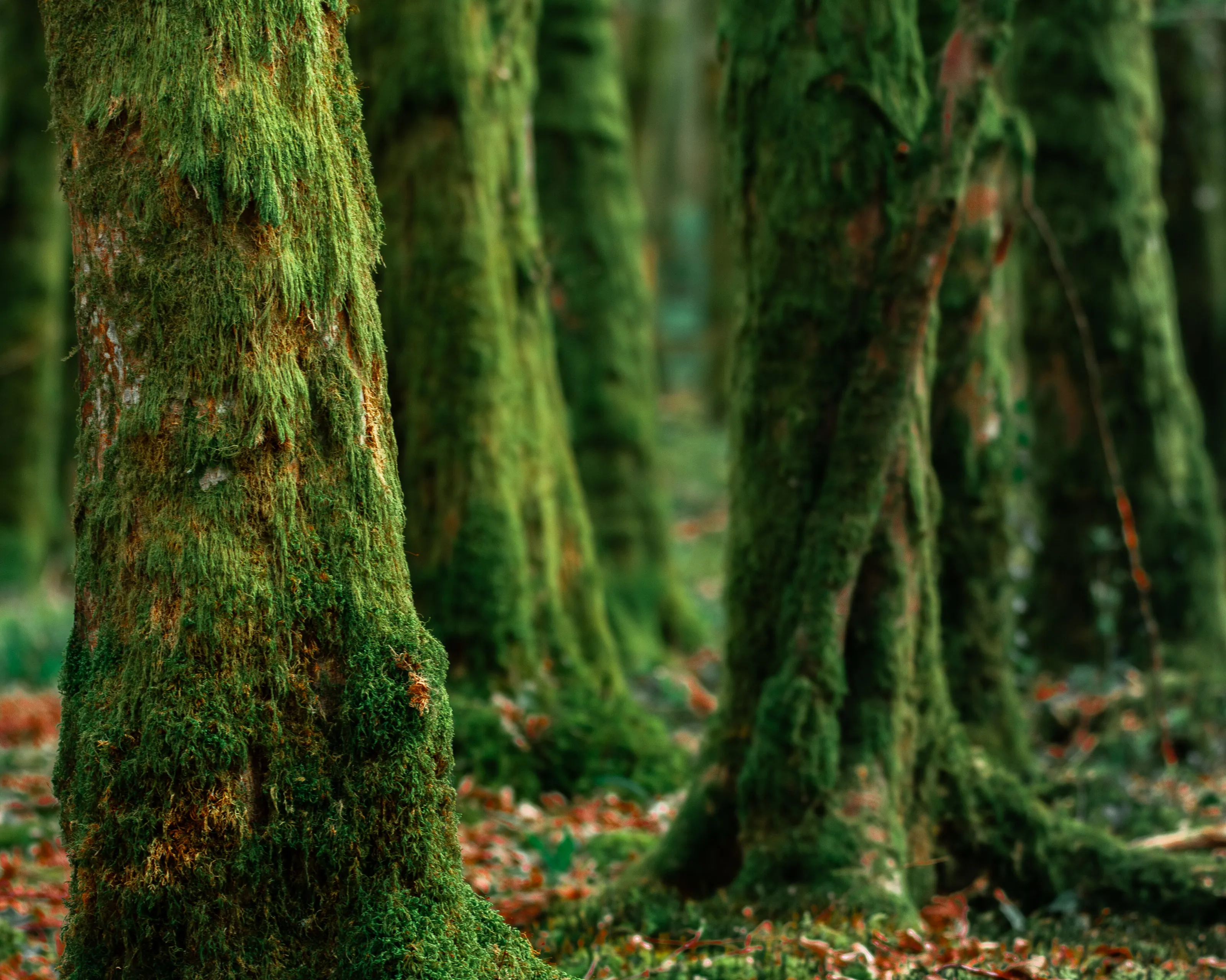 Forêt Verdoyante