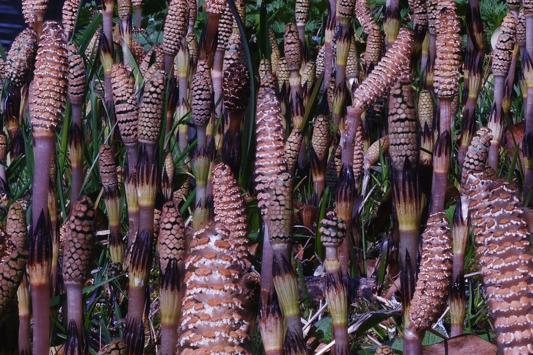 Horsetails