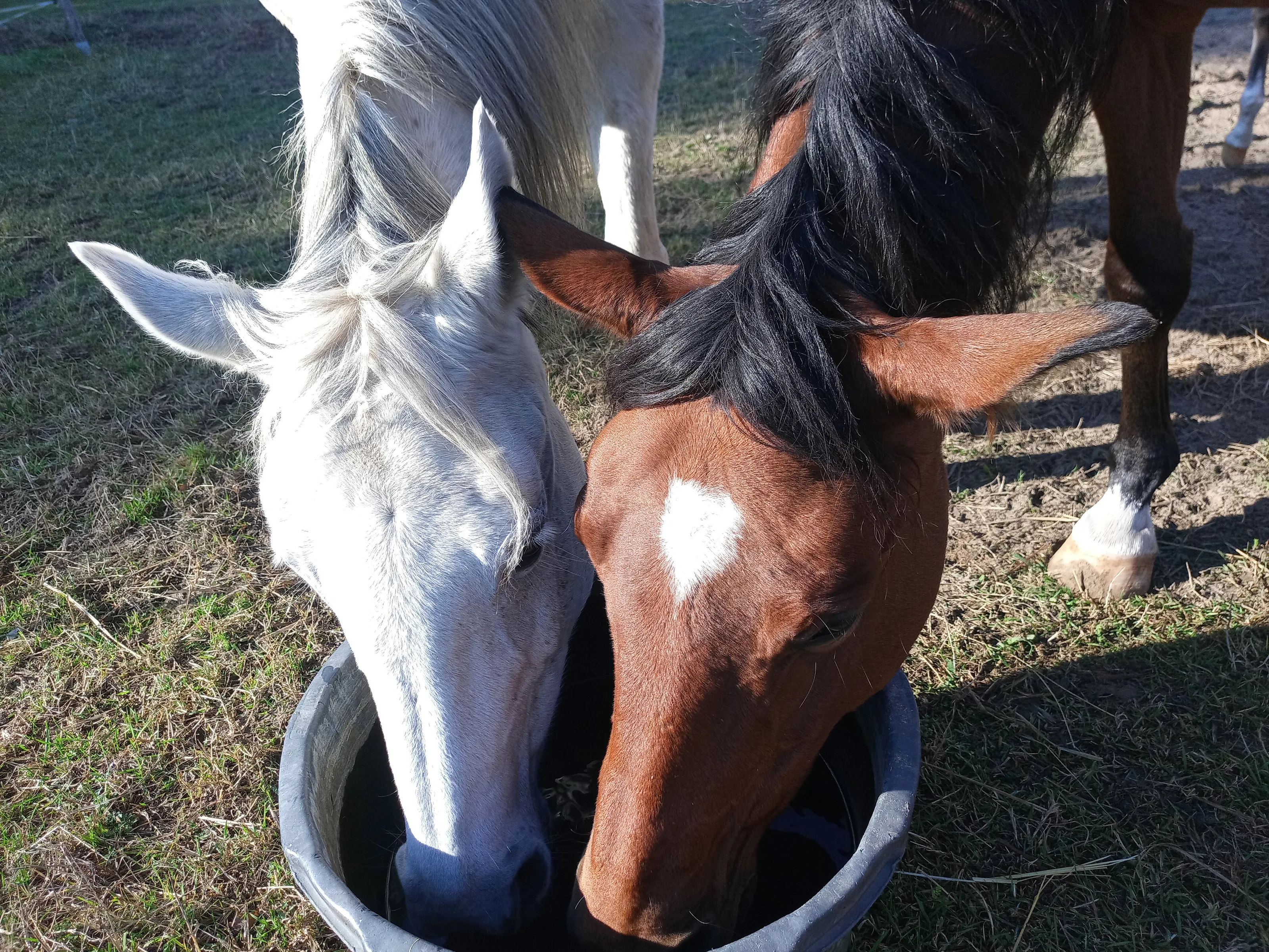 Horses at the waterhole