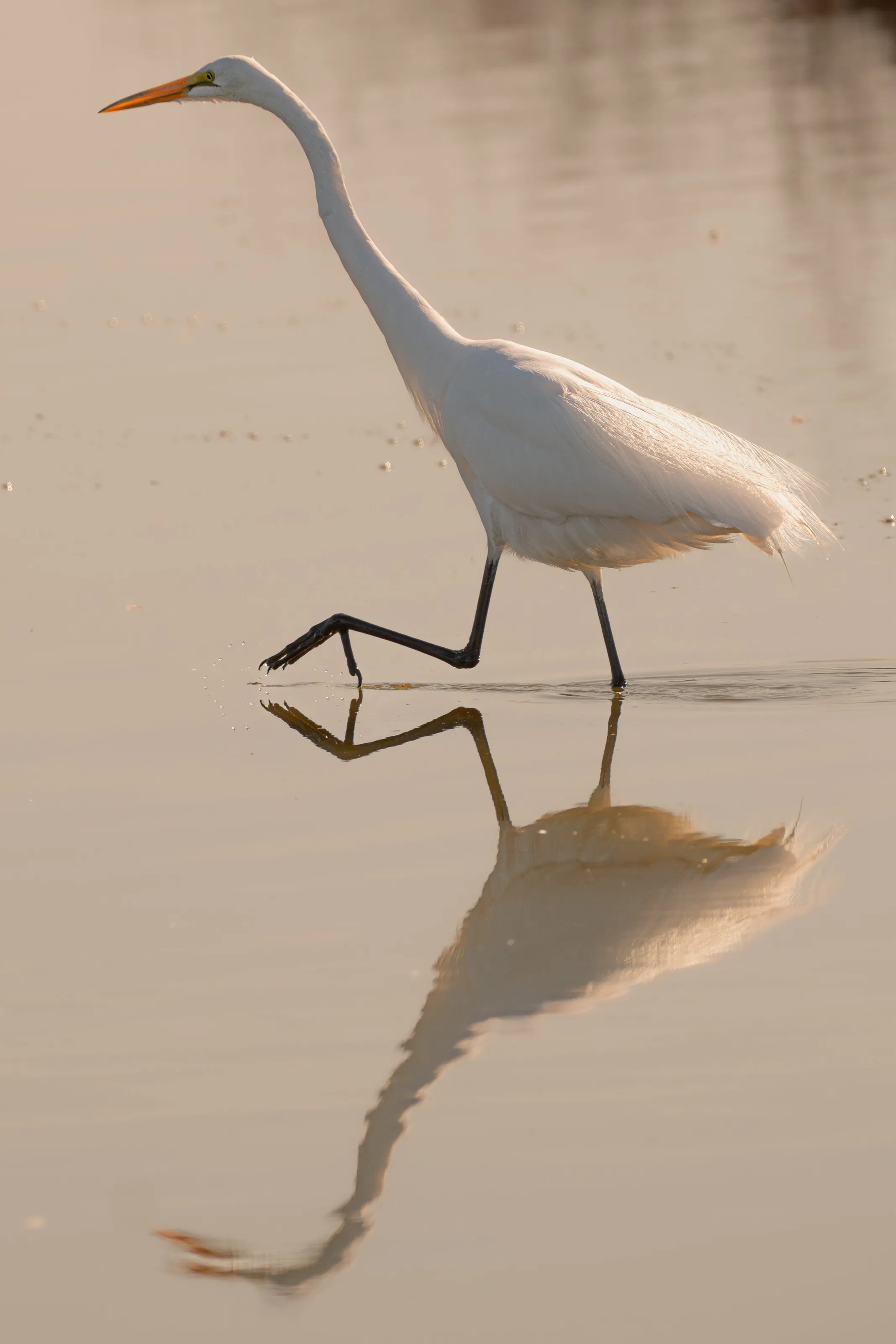 Egret Reflection